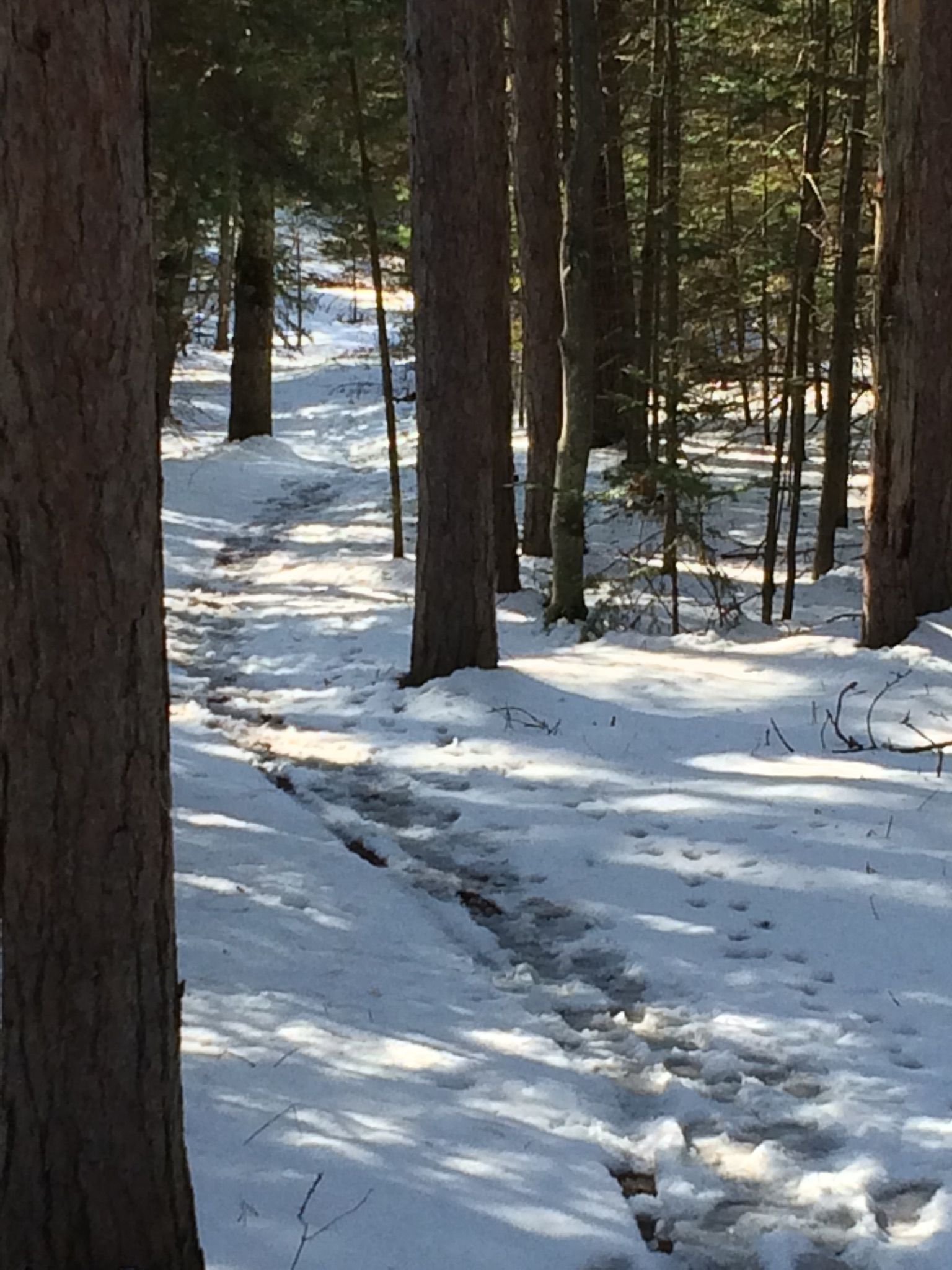A snowy forest path with footprints, dappled sunlight through tall trees. - Old Indian Trail