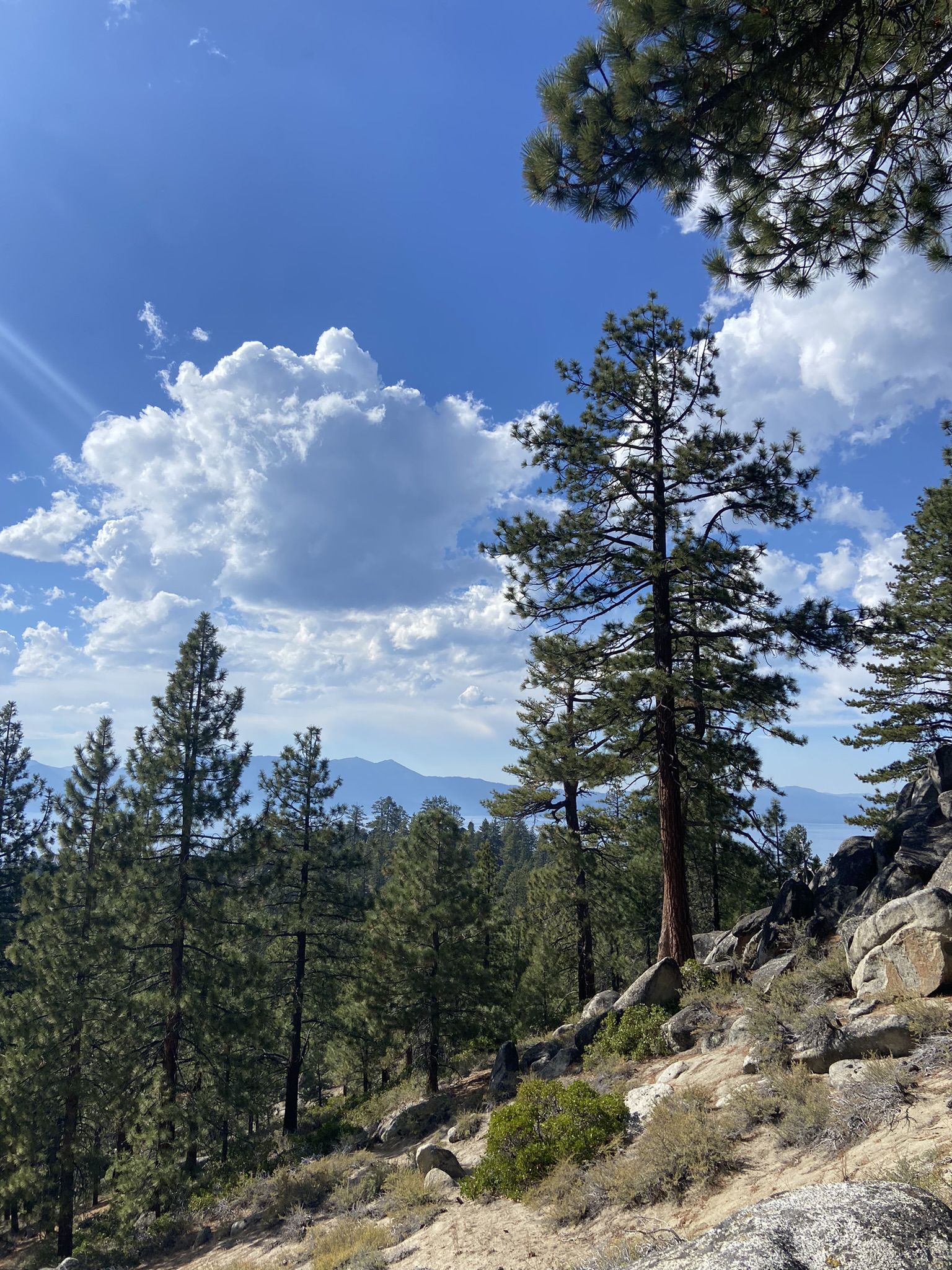 Sunny hillside with tall pine trees overlooking a distant lake and mountains. - Round Hill Pines Trail loop from Zephyr Cove