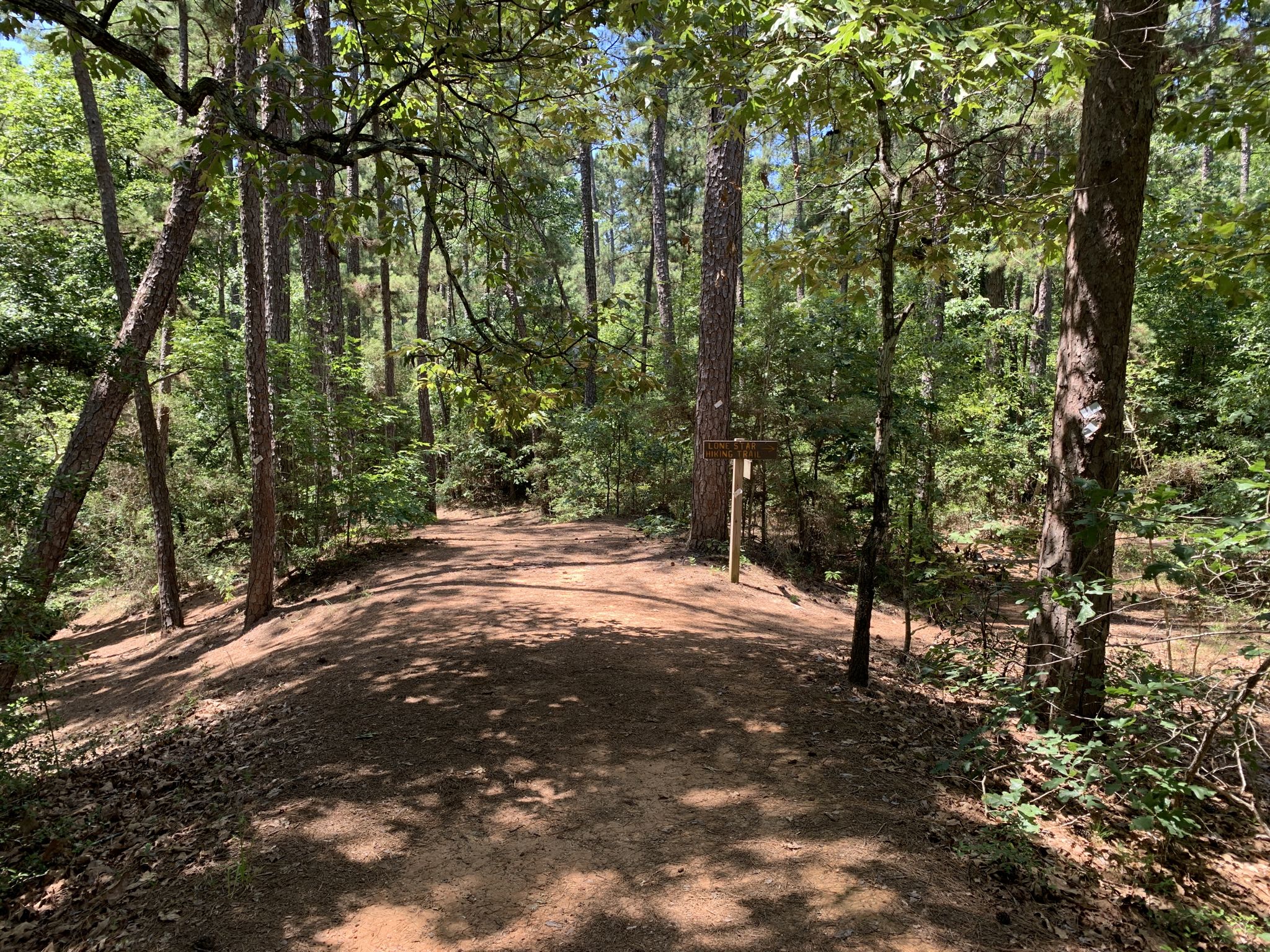 Sunlit dirt path forks in a dense green forest with tall trees. - Lone Star Hiking Trail: Magnolia Section