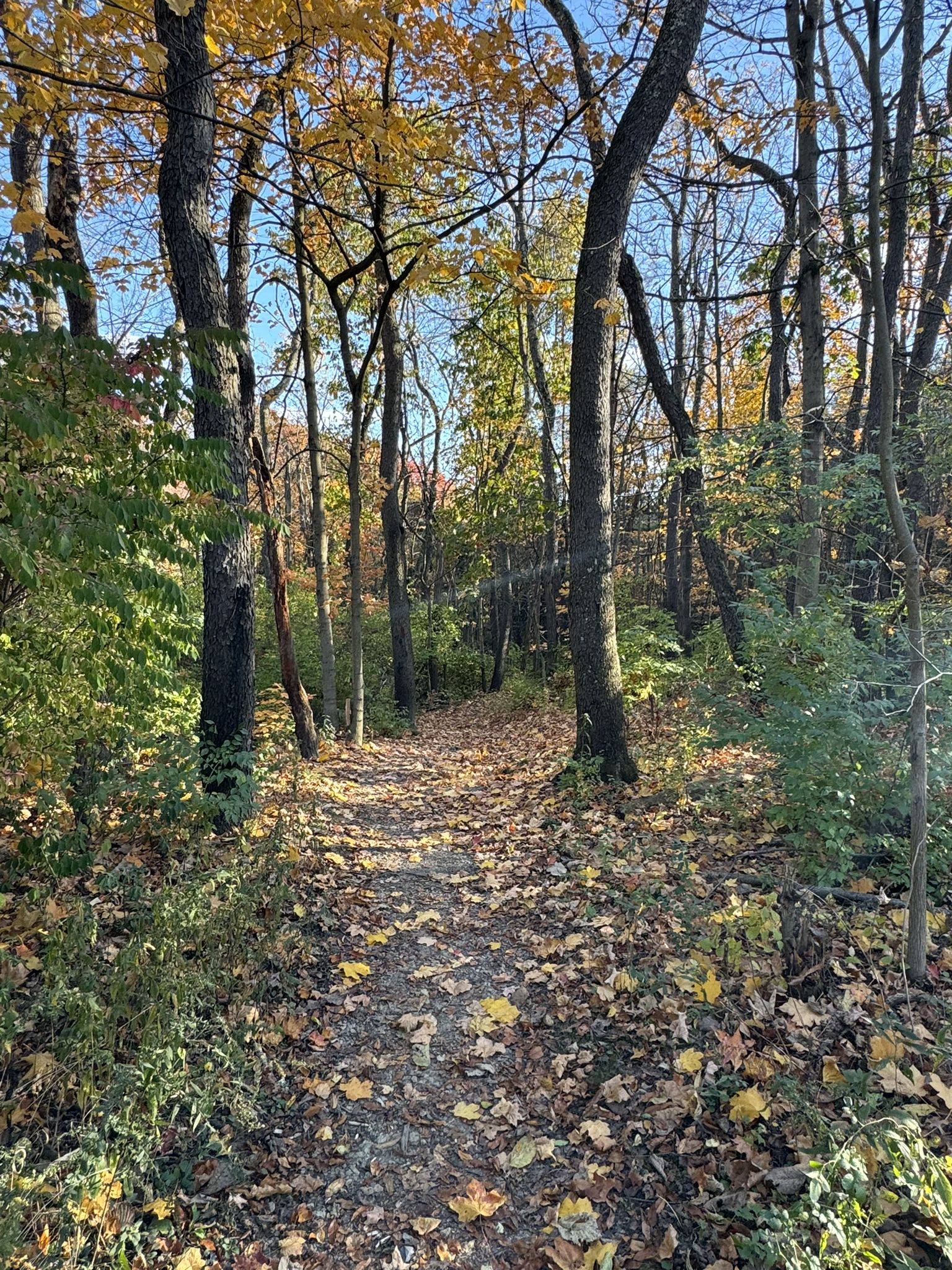 A sunlit forest path covered in golden autumn leaves, surrounded by trees. - Settler's Cabin Red Trail to Lake Loop
