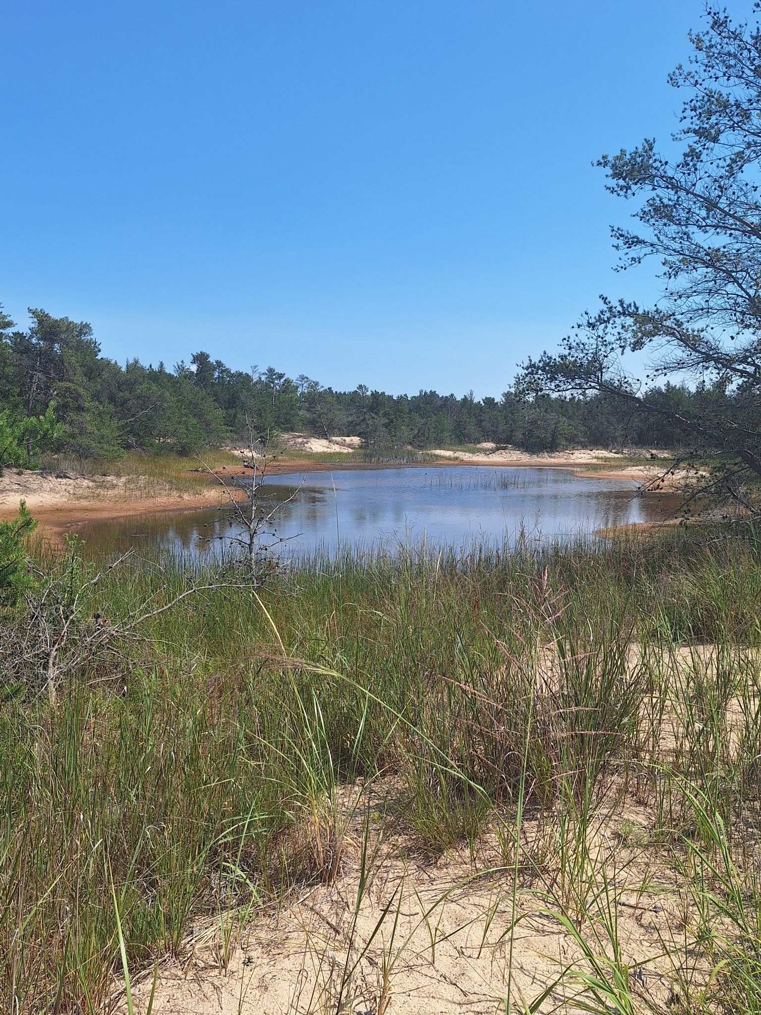 A calm lake surrounded by sandy shores, green grass, and distant trees. - Lighthouse Trail Loop