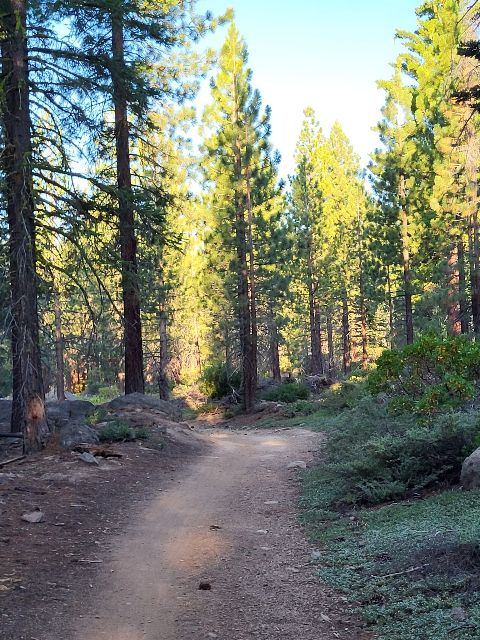 Sunlit dirt path winding through a tall pine forest at golden hour. - Antone Meadows Nature Preserve – Burton Creek State Park loop from Dollar Point