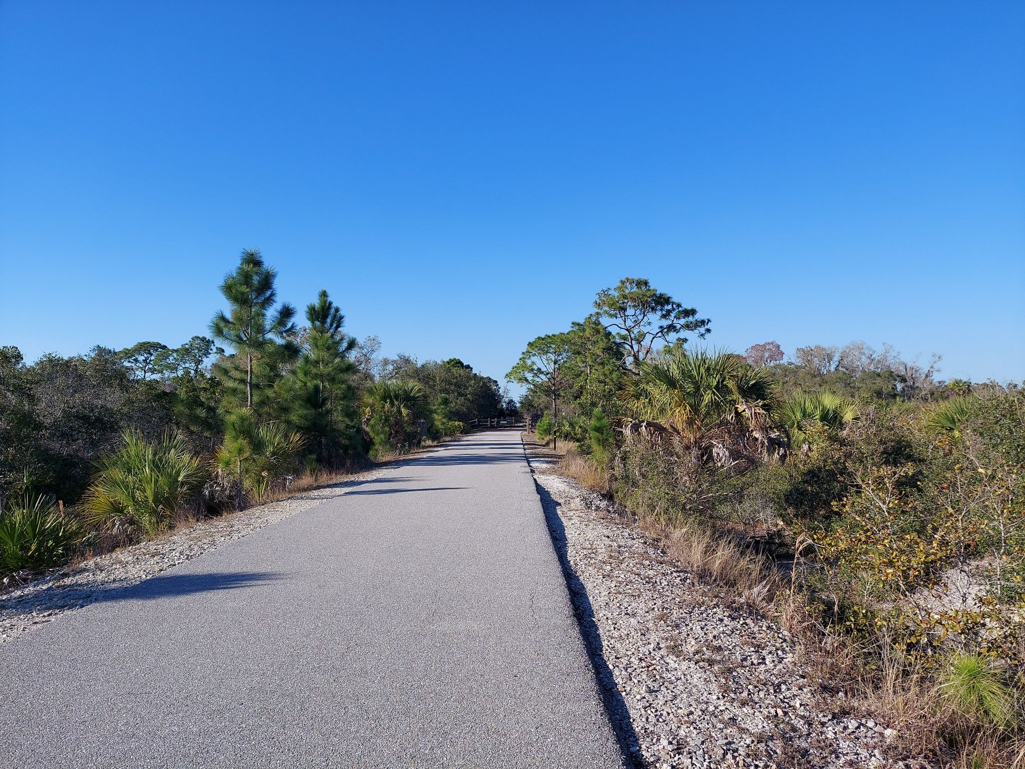 Paved path through dense green foliage under a clear blue sky. - Oscar Scherer State Park loop from Scherer Thaxton Preserve