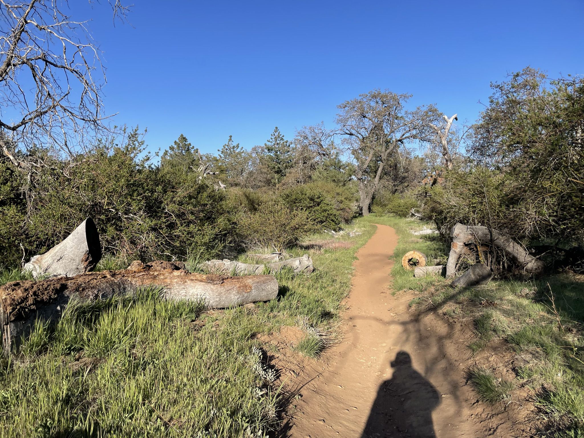 A dirt path winds through a sunny, grassy landscape with trees and logs. - Noble Canyon Trail