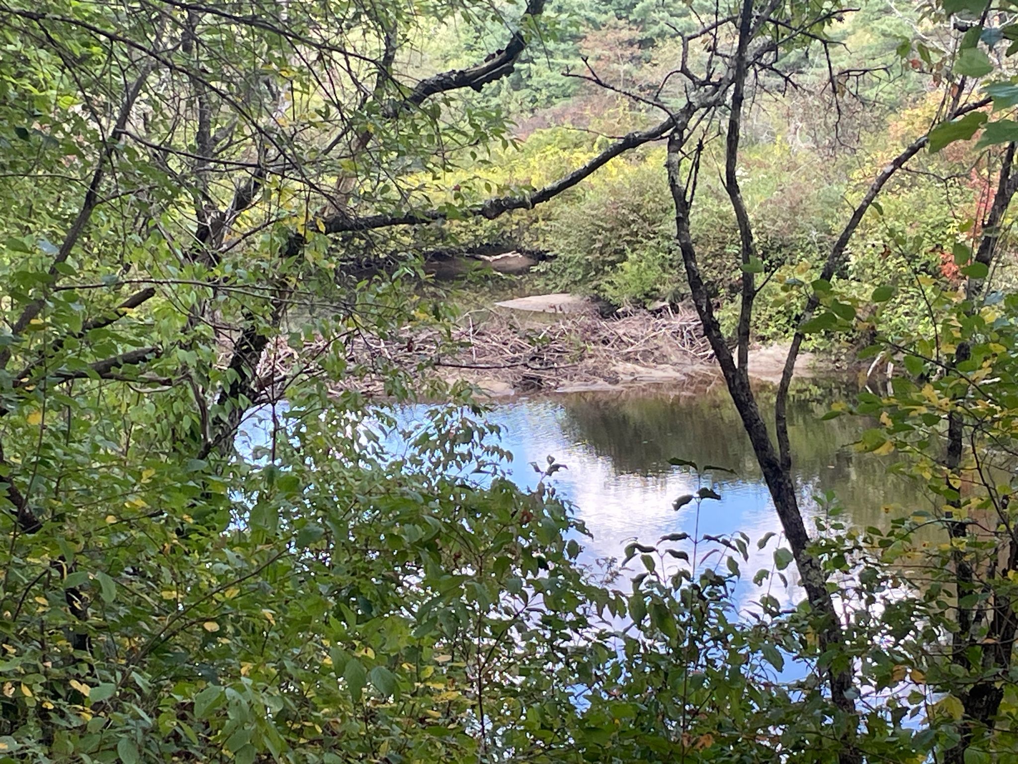 Calm river seen through dense green foliage on a bright day. - NH 11 / NH 4A Shortcut – Rock Railroad Cut loop from Cillryville Bridge