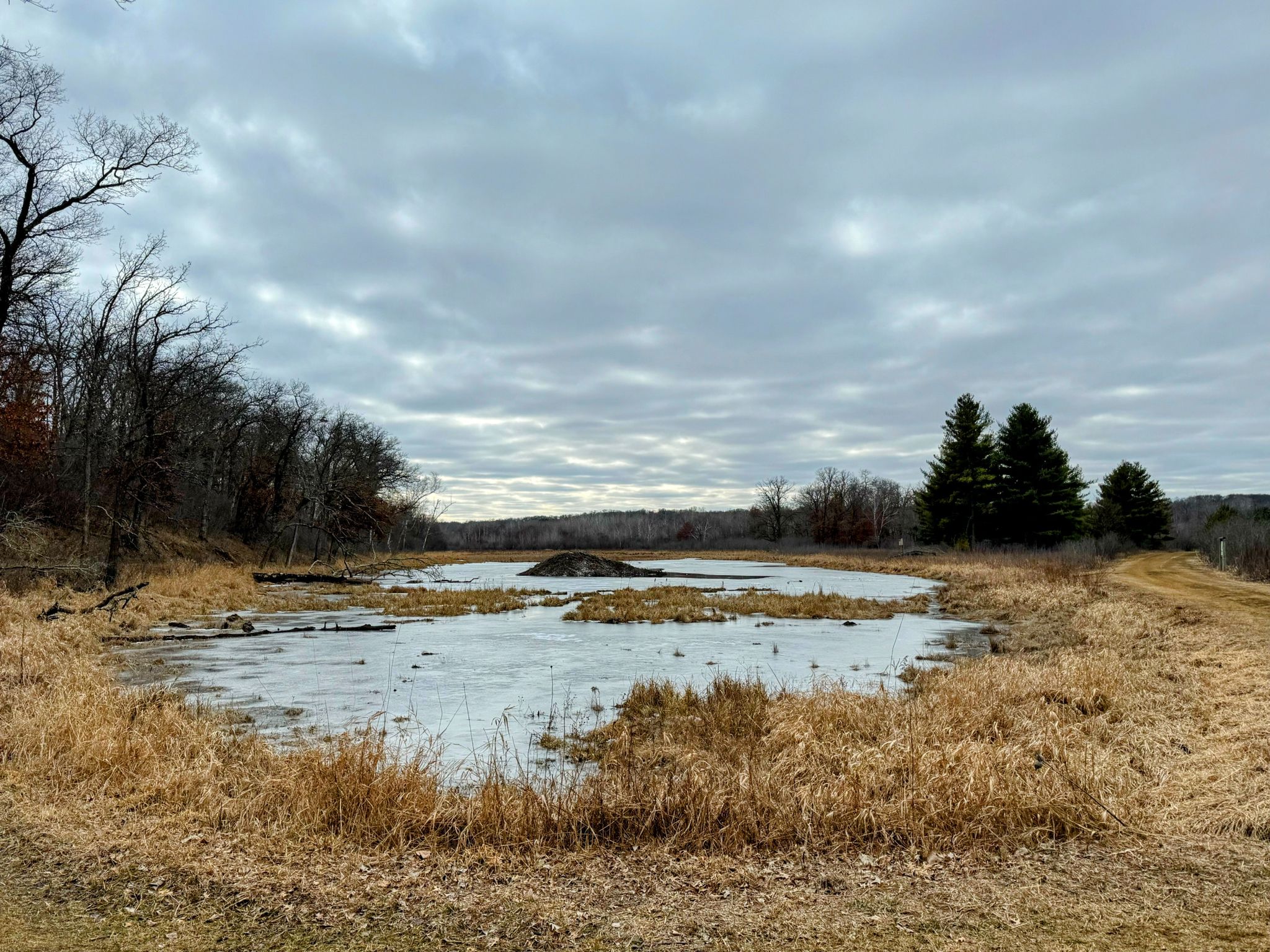 An icy pond with dry grass and bare trees under a cloudy sky. - Prairie Overlook Loop
