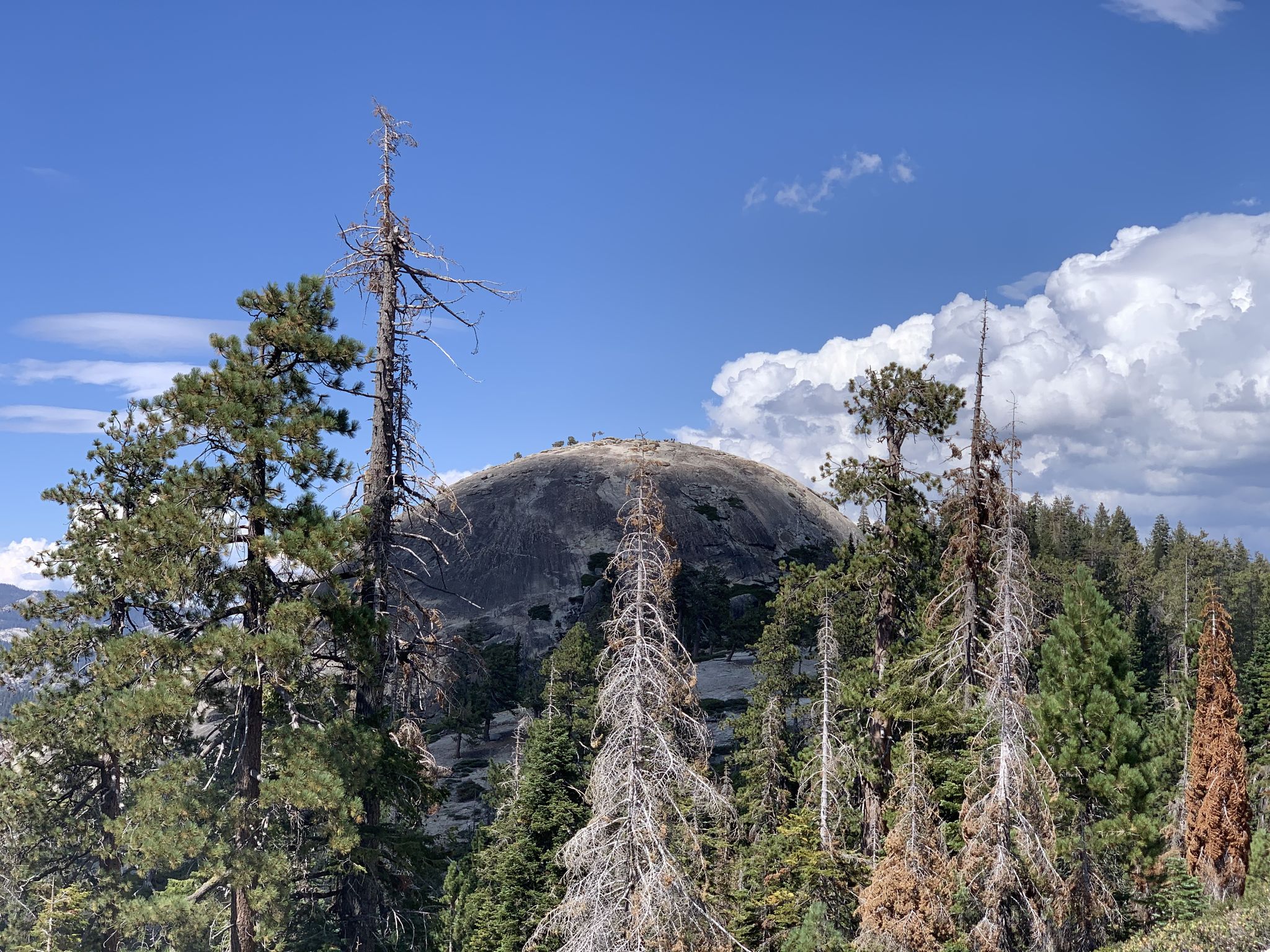 Rocky dome mountain surrounded by green and dead pine trees under a cloudy sky. - Sentinel Dome and Glacier Point Trail