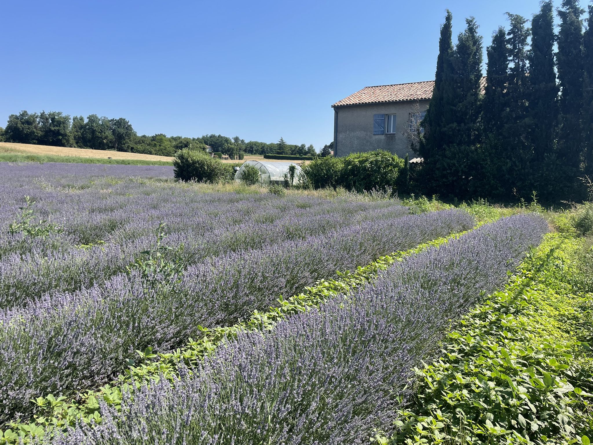 Und noch einmal Lavendel hinter Valence. "C'est Valence où la Provence ce commence!" Die Provence beginnt in Valence!