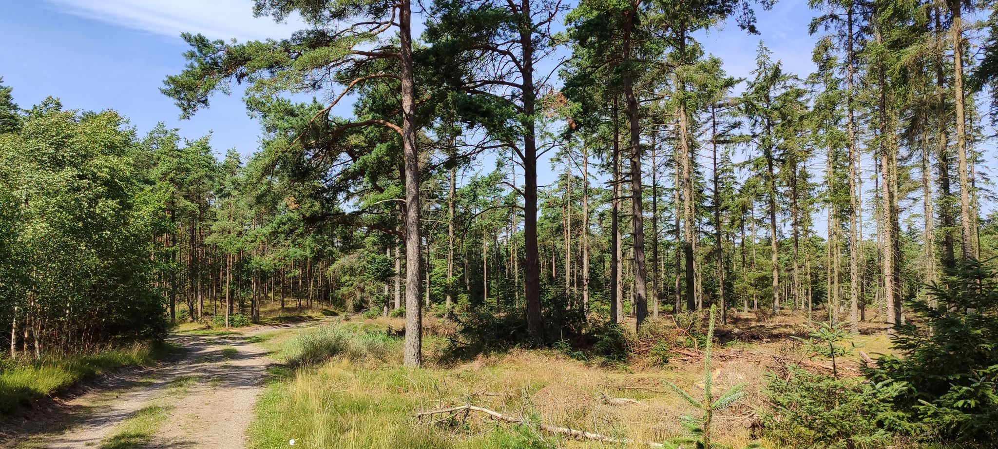 Durchforsteter Kiefernwald