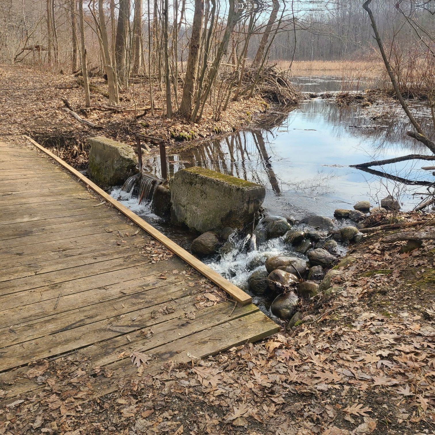 Wooden boardwalk next to a stream with small waterfalls and bare trees. - Dr. LawLess Park