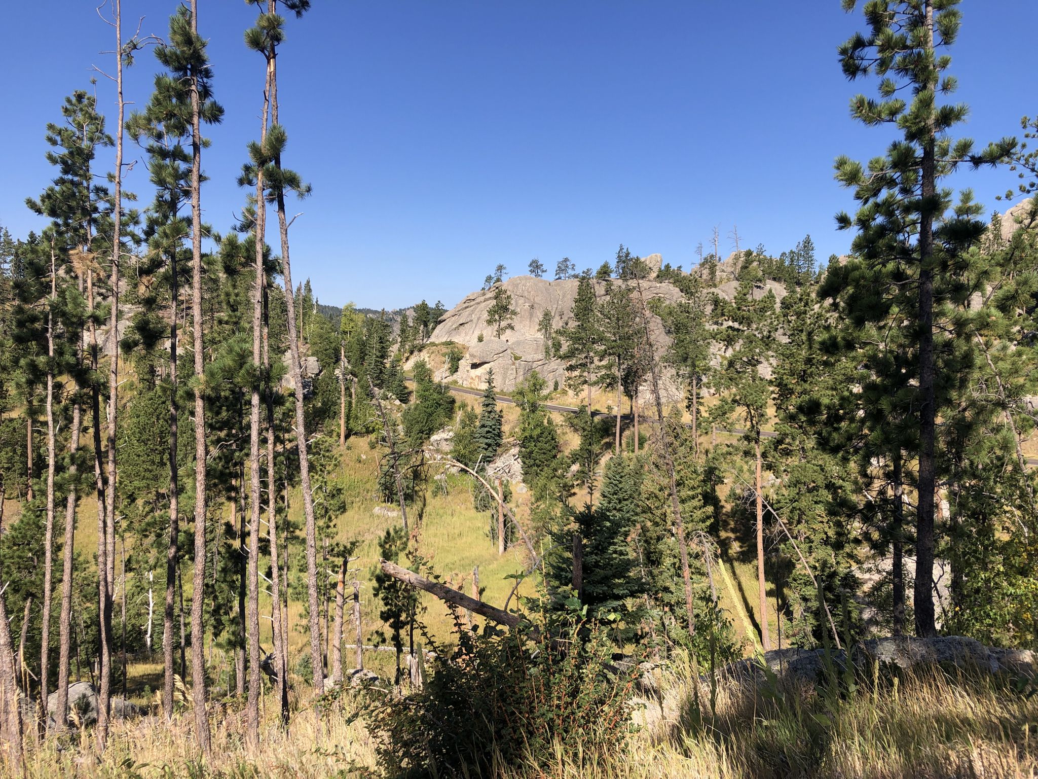 Tall pine trees frame rocky hills and a valley under a clear blue sky. - Sylvan Lake via Needles Highway