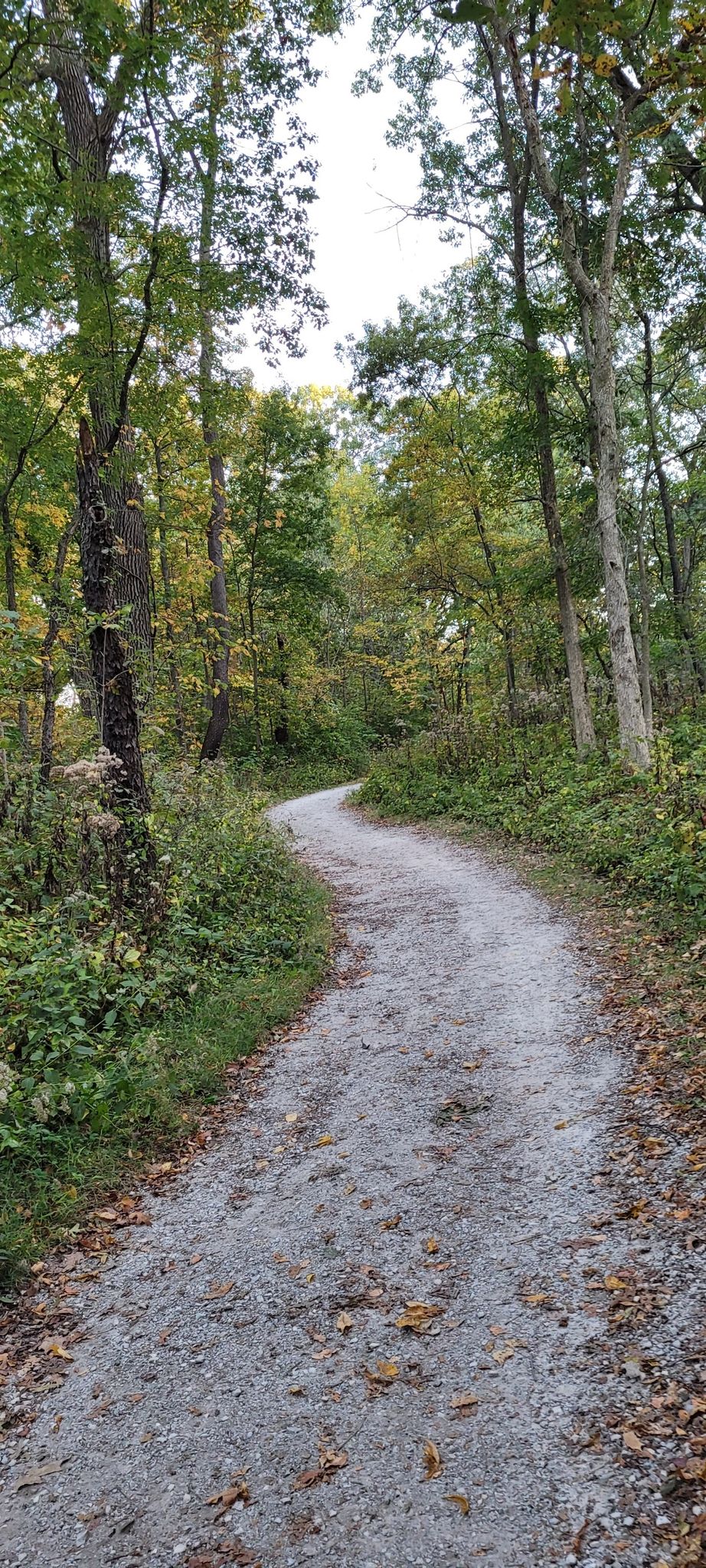 A winding gravel path through a forest with green and autumn-colored leaves. - Palos Yellow and Purple Loop