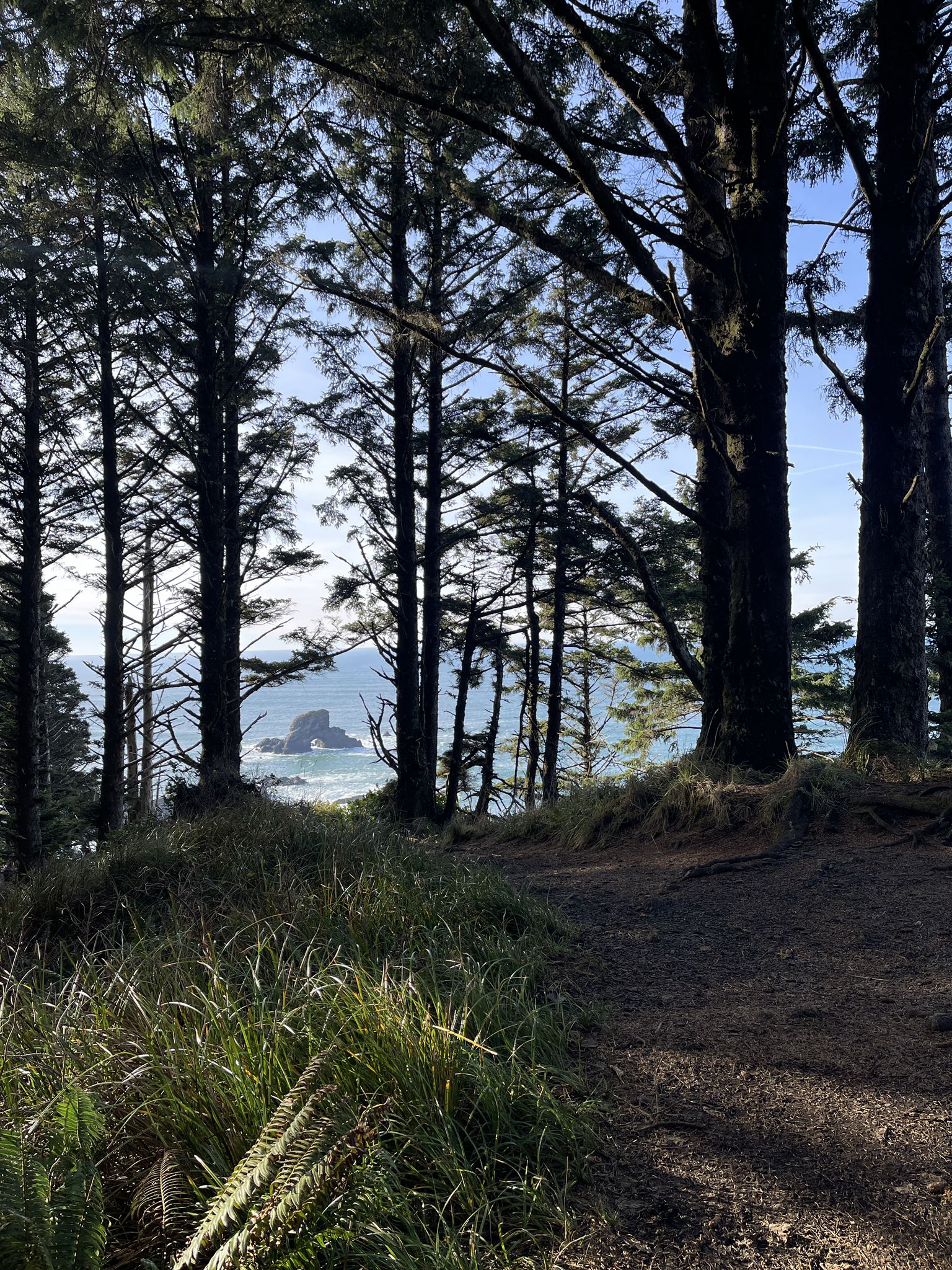 Forest path with tall trees, revealing a distant sea stack and ocean. - Indian Beach Trail