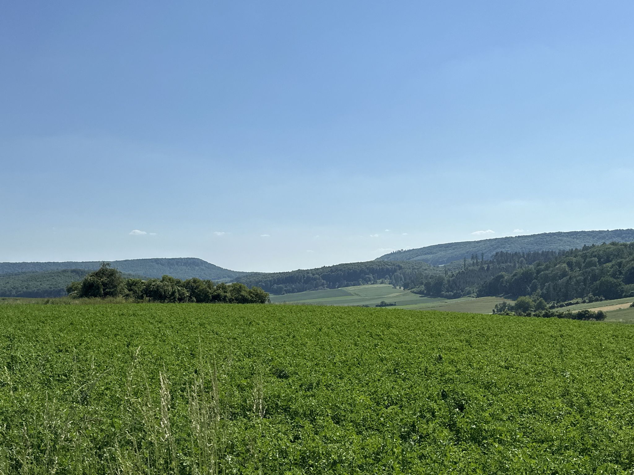 11.06.23: Hengstberg . GÖ. Wald von Luther-Eiche