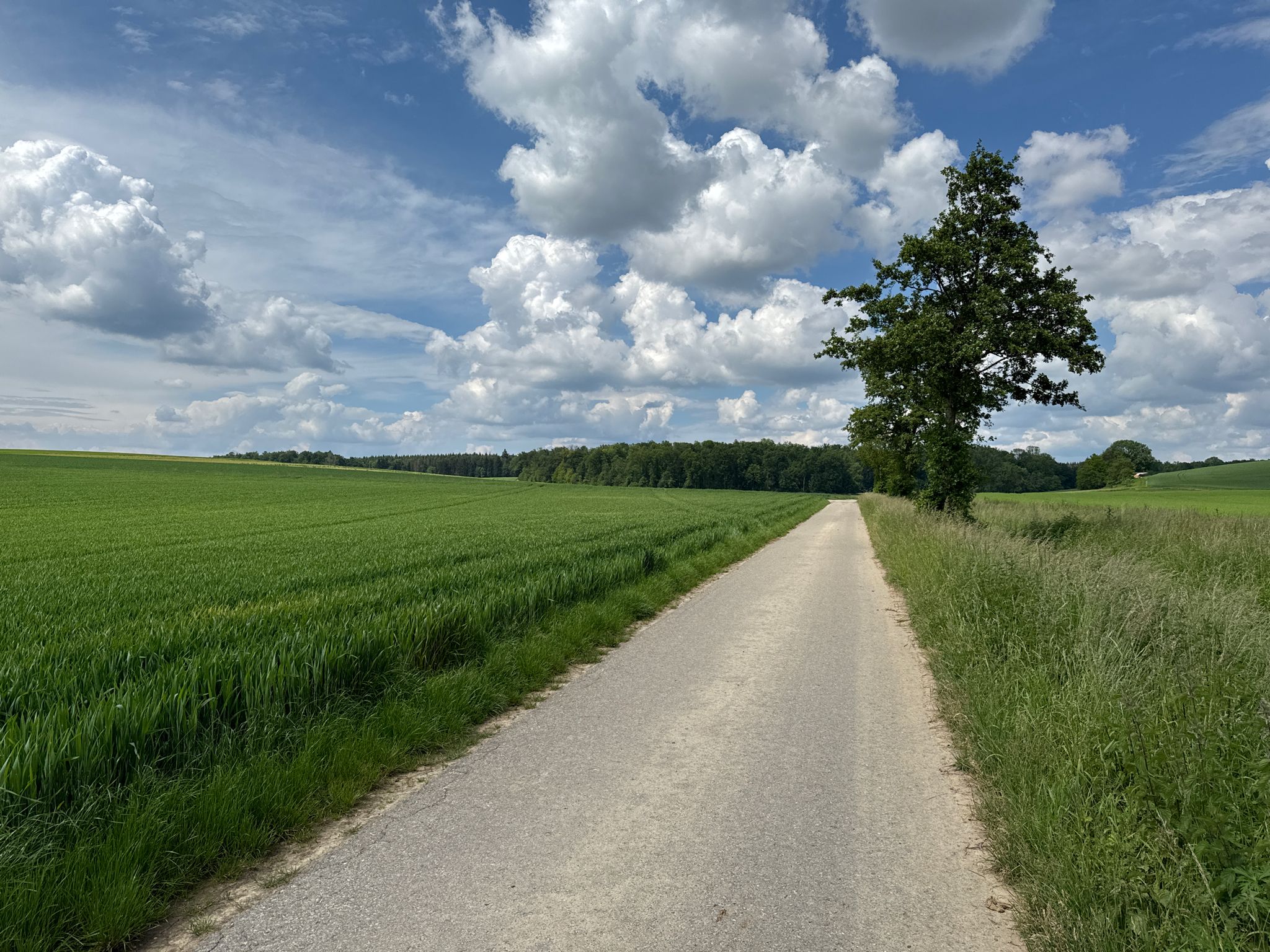 Radweg neben dem Wilhelmstaler Bach