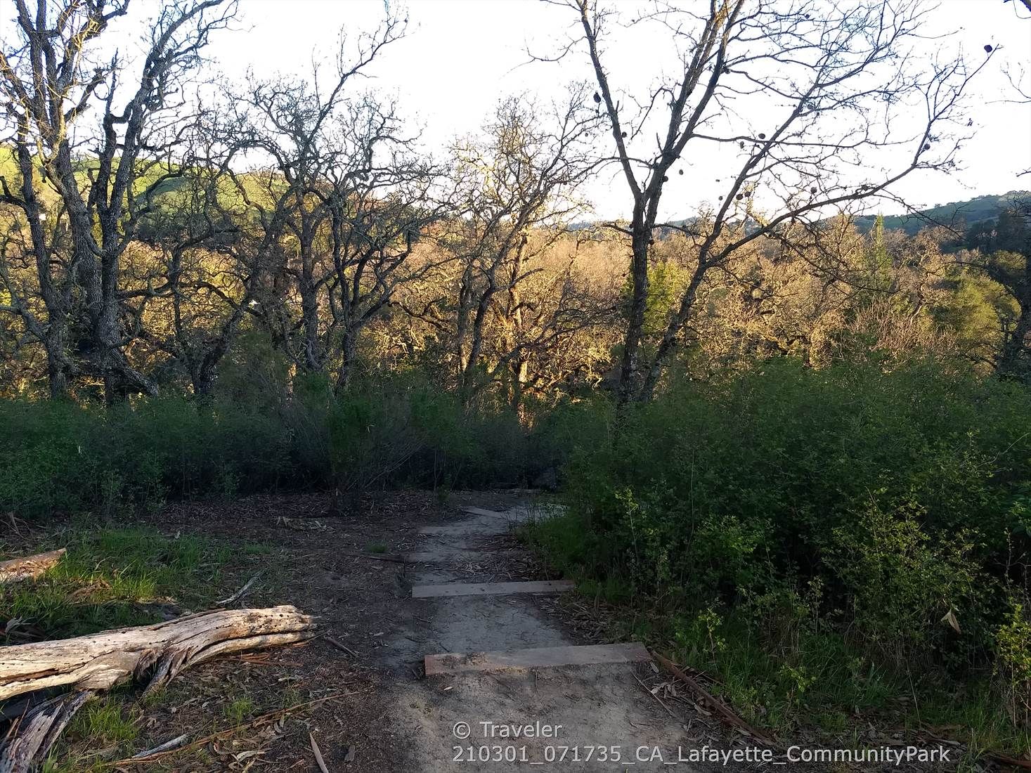 Dirt path leading into a wooded area with bare trees, golden hour light. - Lamorinda Trail Loop