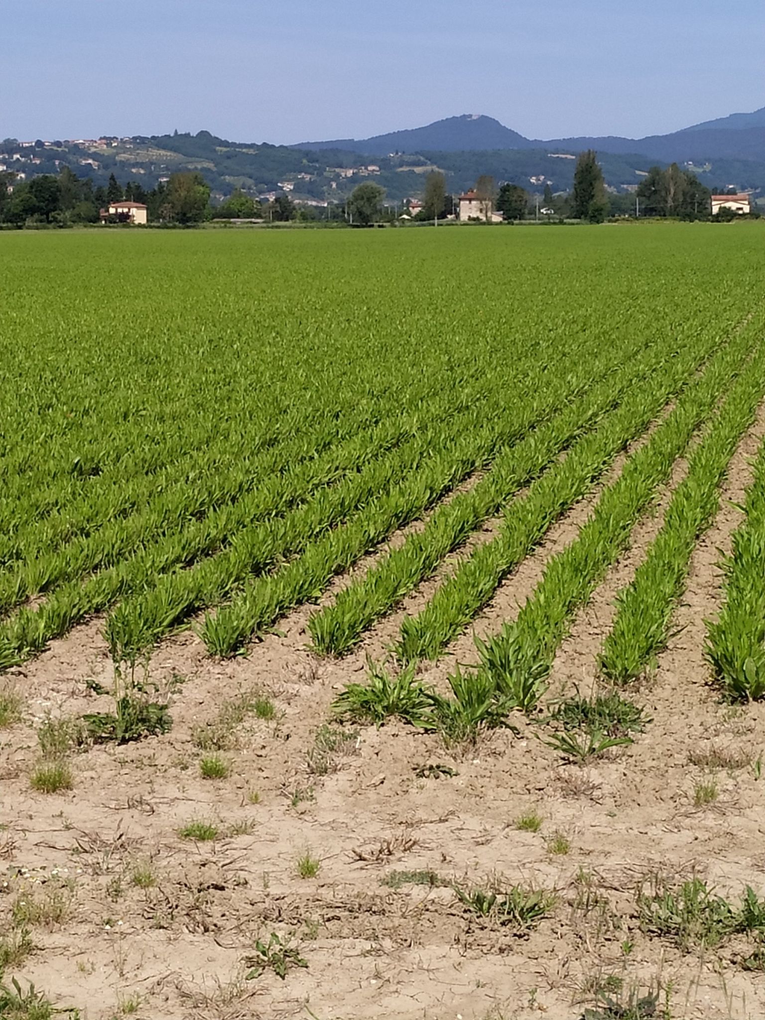 Piantaggine
