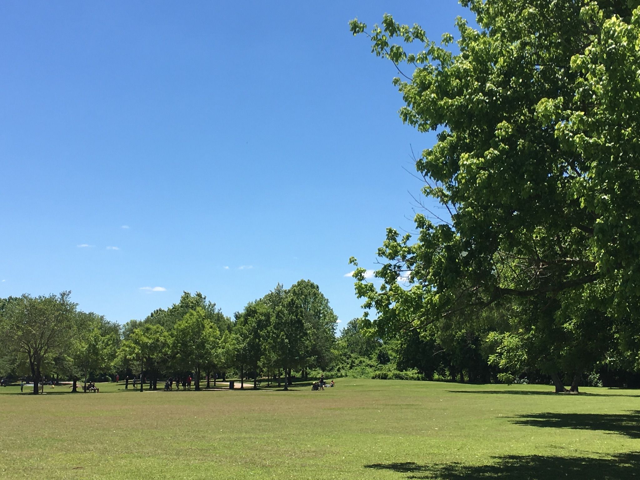 Sunny park with a large green field, scattered trees, and distant people. - Lost Creek Park – Oyster Creek loop from Herbert