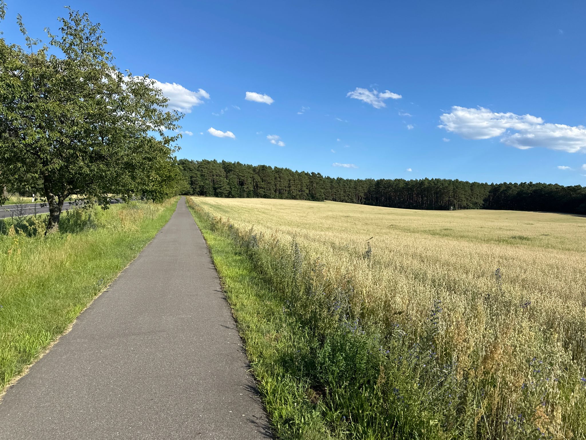 Radweg an der Landstraße Schernsdorf - Rießen/Fünfeichen