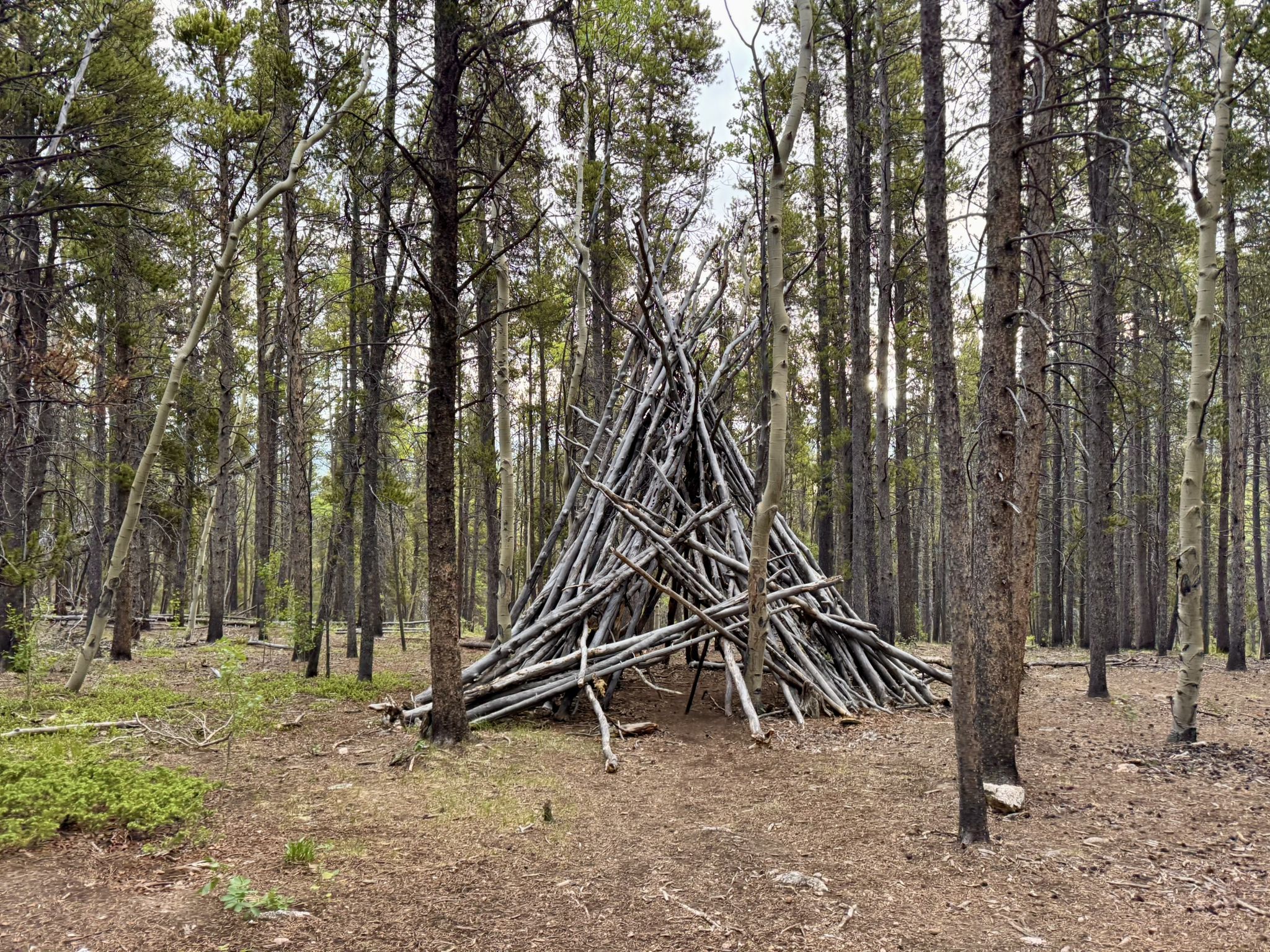 Large teepee-like structure made of branches in a pine and aspen forest. - Kenosha Pass Campground – Kenosha Pass loop from Kenosha Pass
