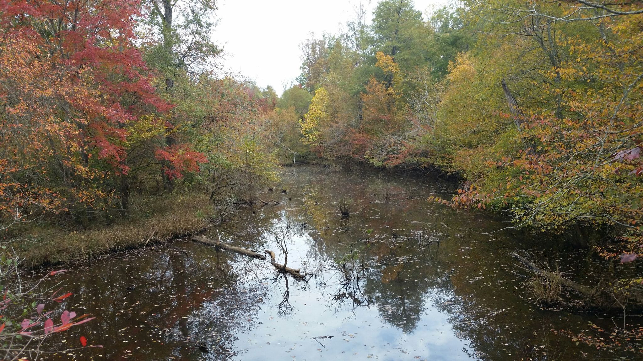 Calm water surrounded by vibrant autumn trees with red and yellow leaves. - Big Creek Greenway Trail