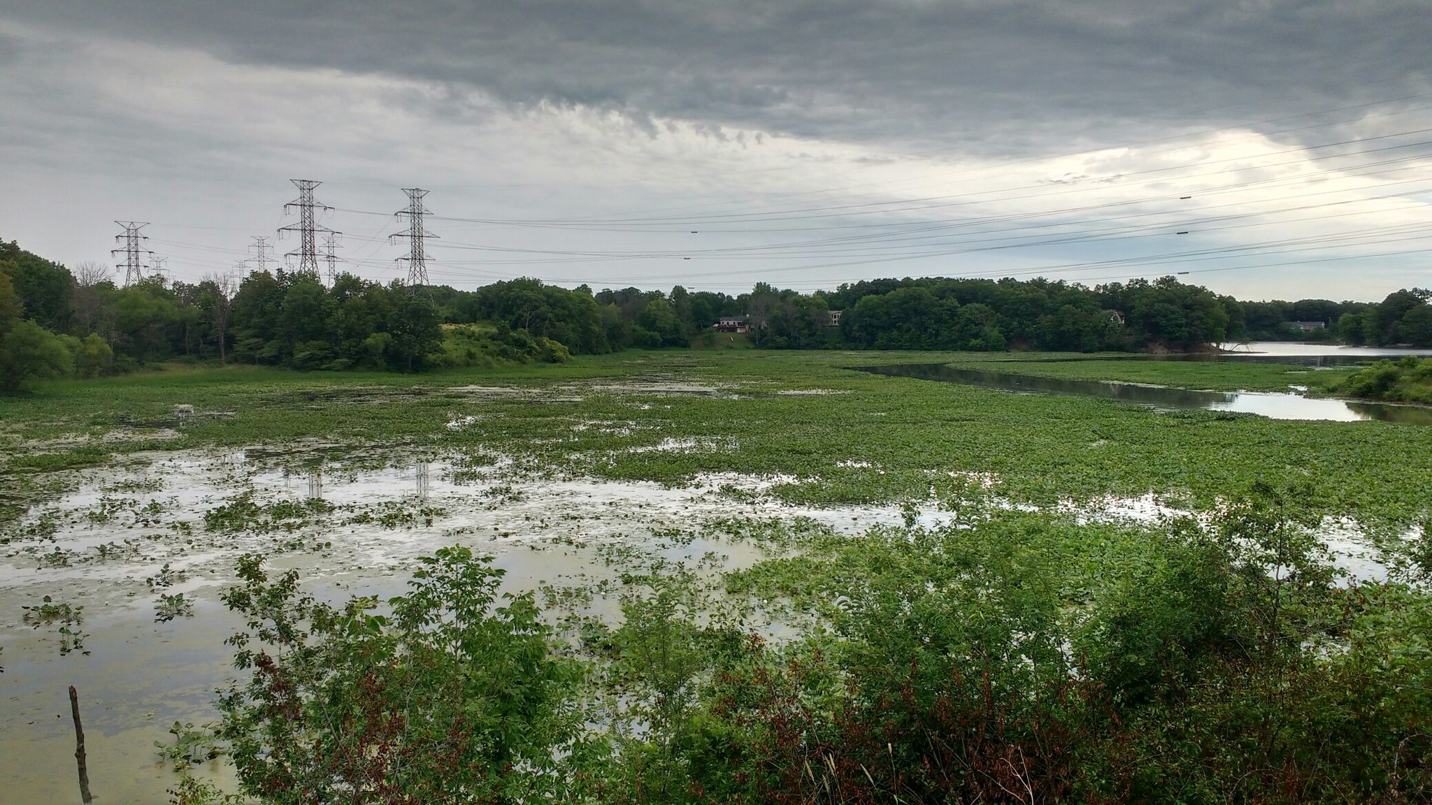 Wetland with green plants and power lines under a cloudy sky. - Chicago