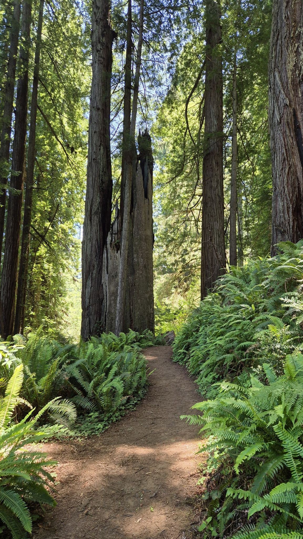 Sun-dappled dirt path winding through a dense forest of tall trees. - Trillium Falls Trail