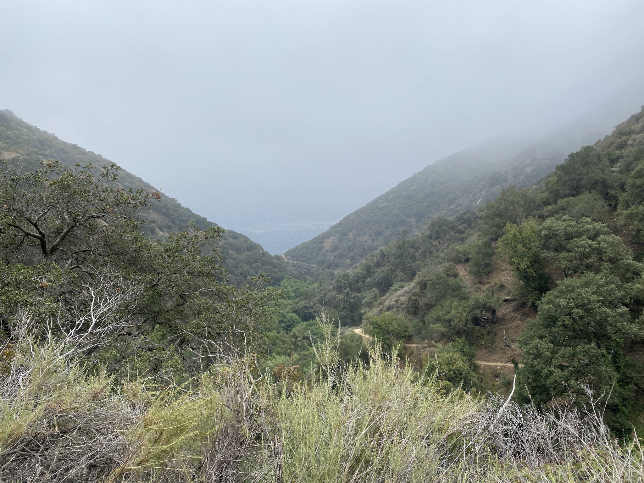 Foggy mountain valley with dense green trees and a distant road. - Mount Wilson Trail – Mt. Wilson Trail loop from Sierra Madre