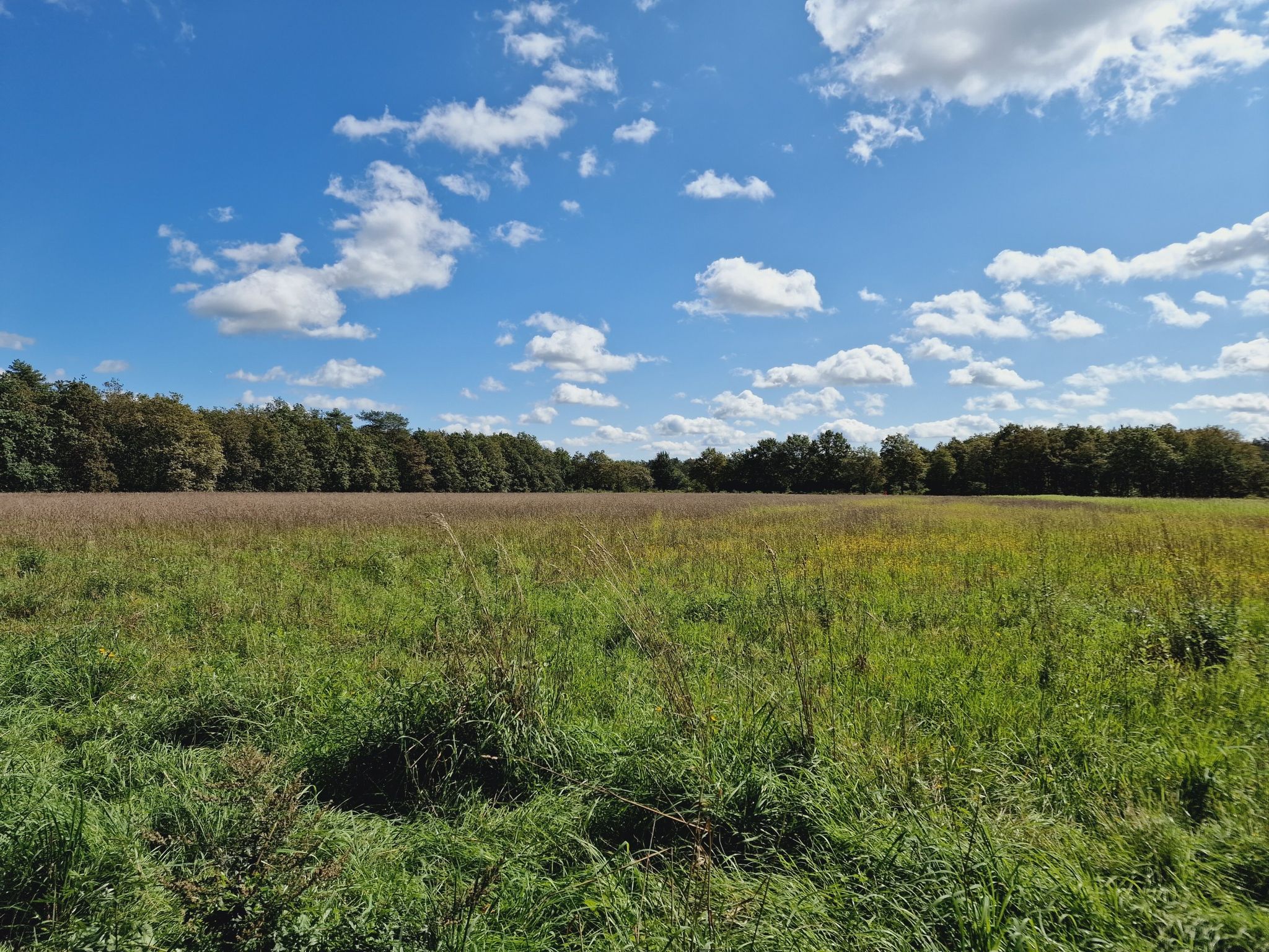 ... kreist über einem Feld dahinter.