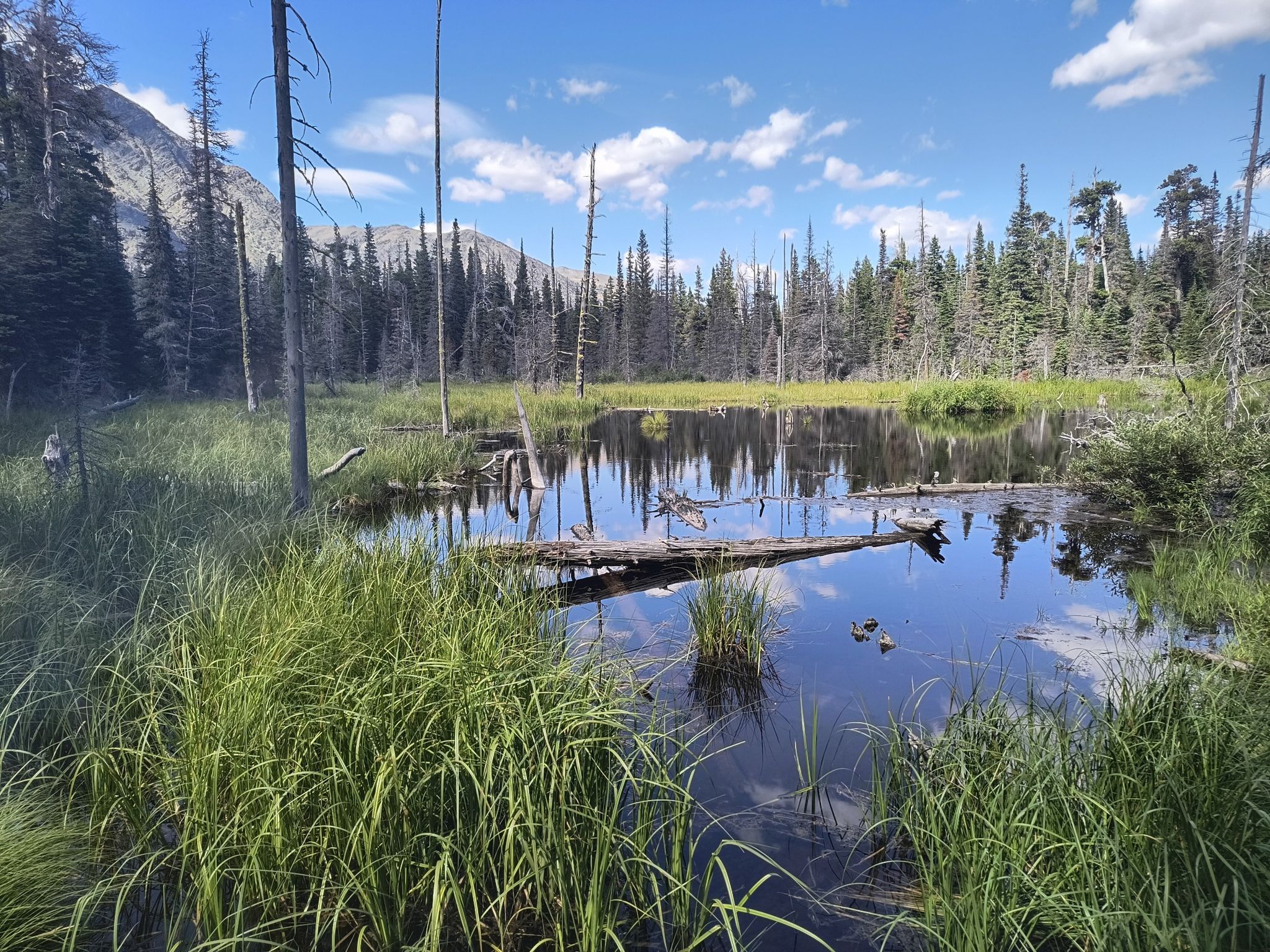 Sunny marsh with tall grass, dead trees, and reflections in still water. - Aster Falls