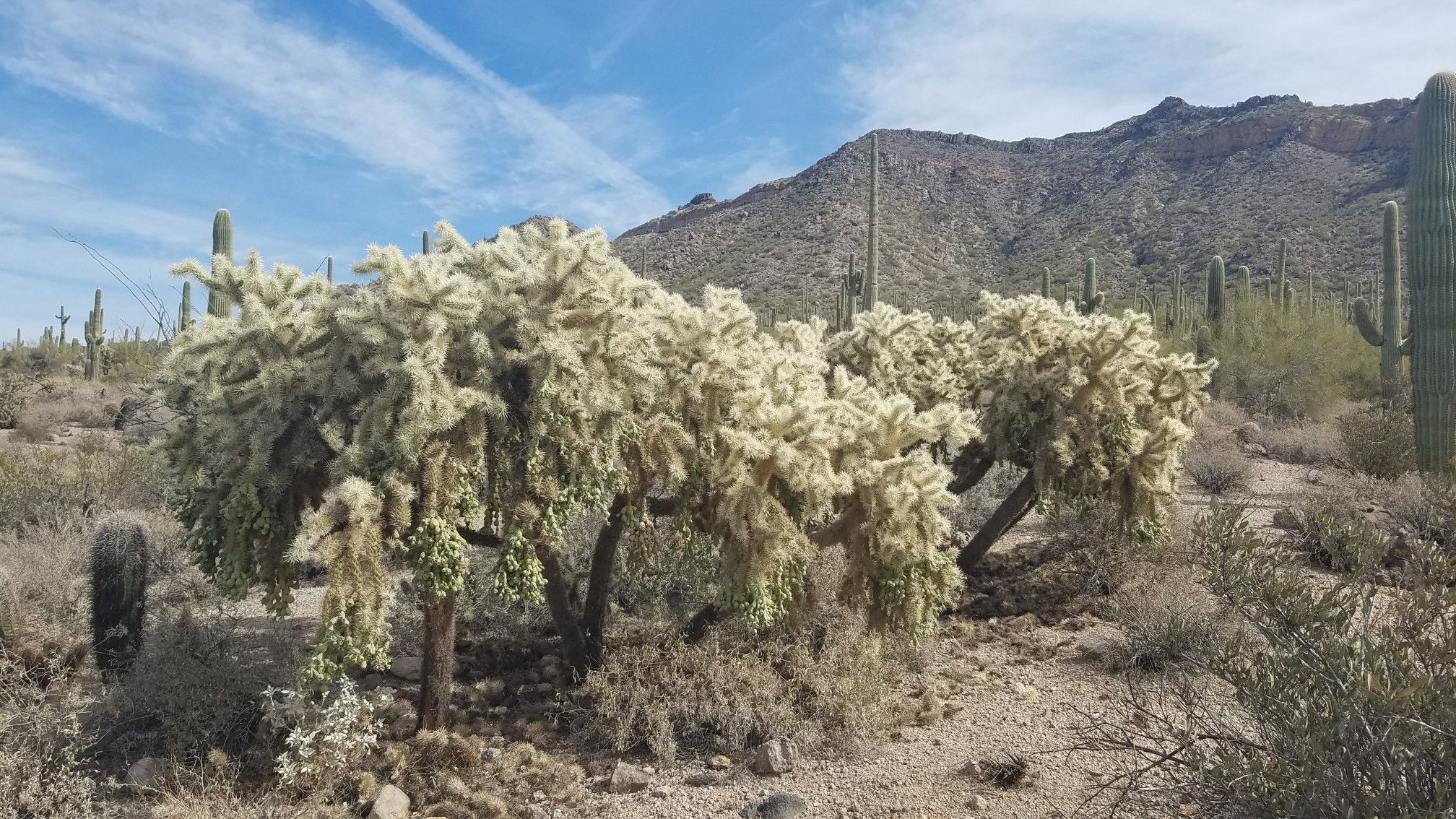 Fluffy cholla cacti and saguaros dot a desert landscape with distant mountains. - Usery Trailhead Parking – Wild Horse Trail loop from Usery Mountain Regional Park