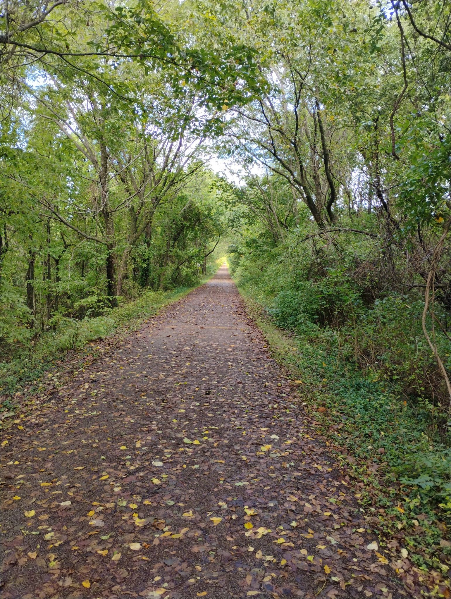 Leafy dirt path winding through a lush green forest. - Hollis Sinkhole Pond loop from Frisco Highline Trail Springfield Trailhead Parking