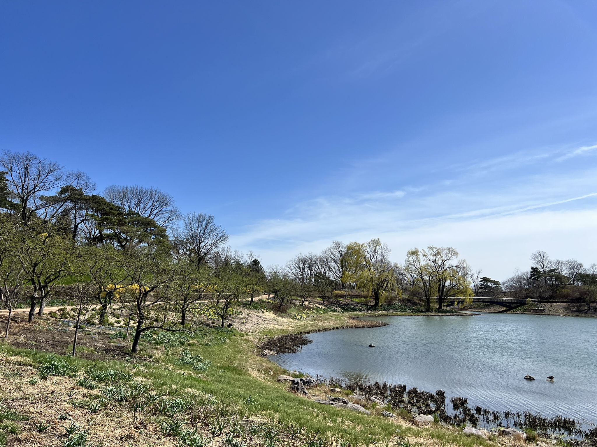 Sunny day with a lake, green grass, and trees under a clear blue sky. - North Branch Trail: Skokie Lagoons Loop
