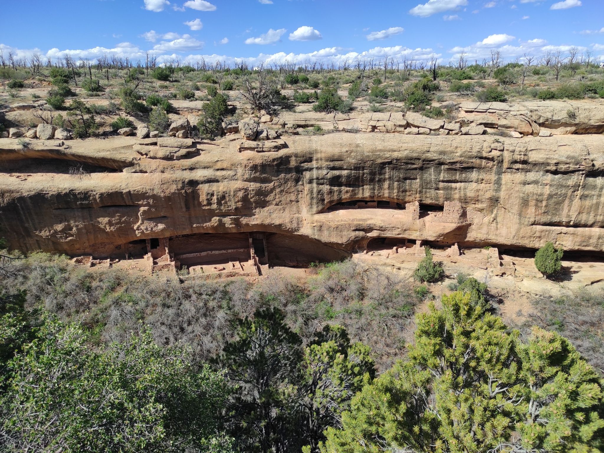 Ancient dwellings built into a large rock cliff face, surrounded by trees. - Mesa Top Loop Road