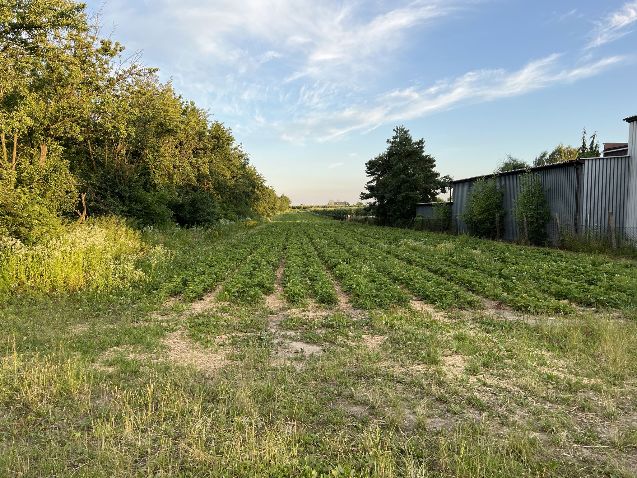 Erdbeerfeld