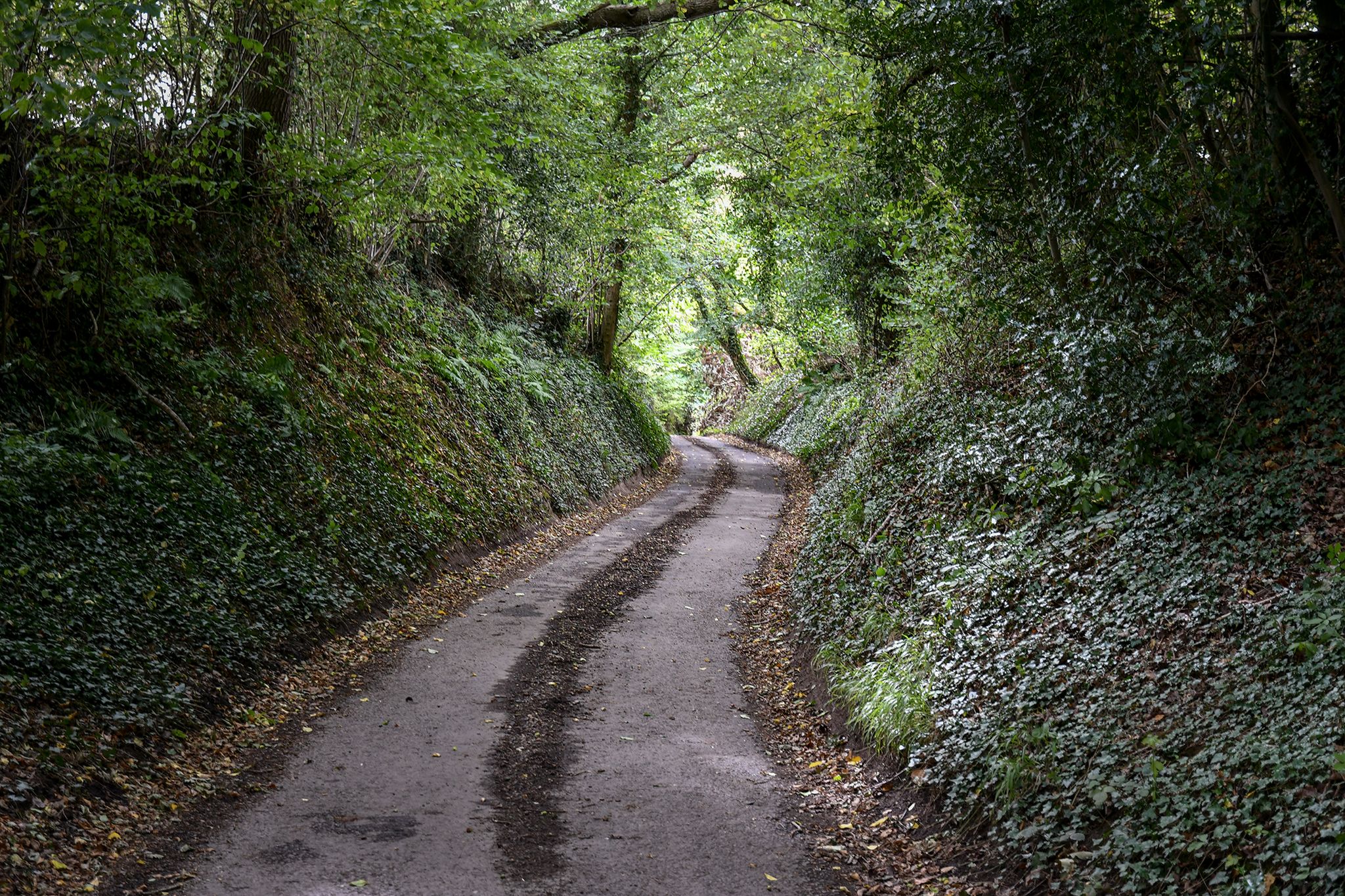 Sunken lane