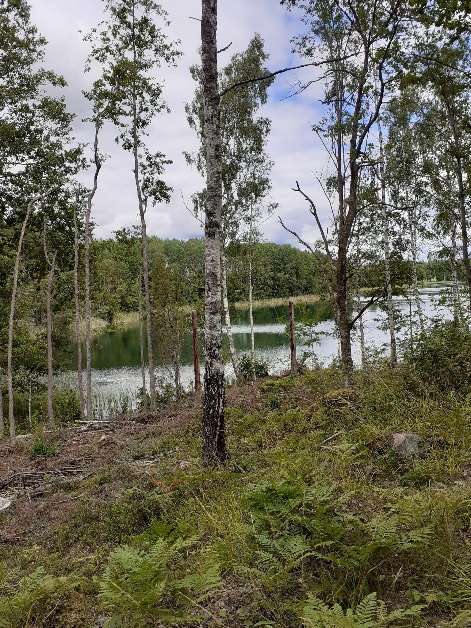 Ein See mit Seerosen
