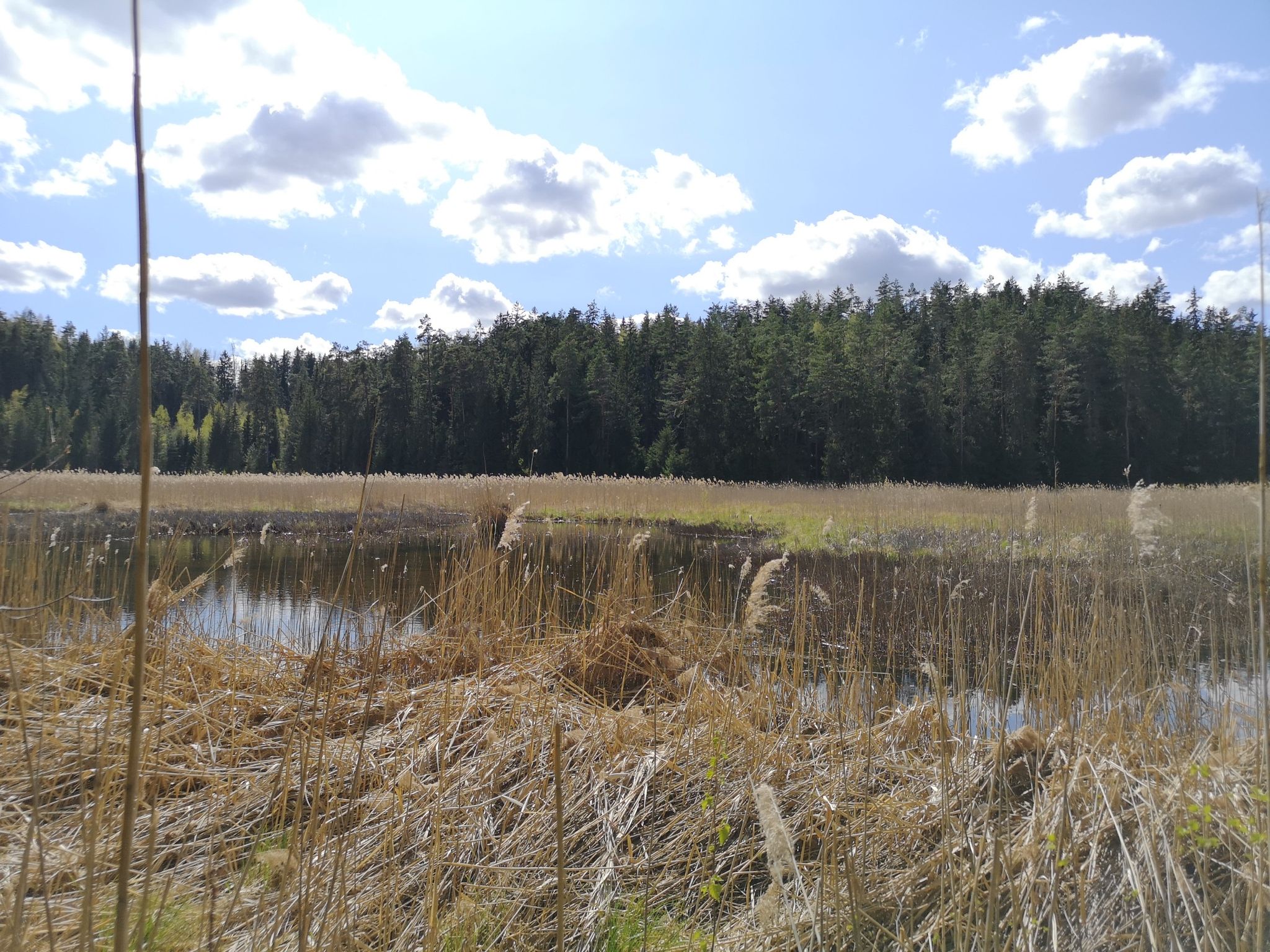 Verschilfter See
