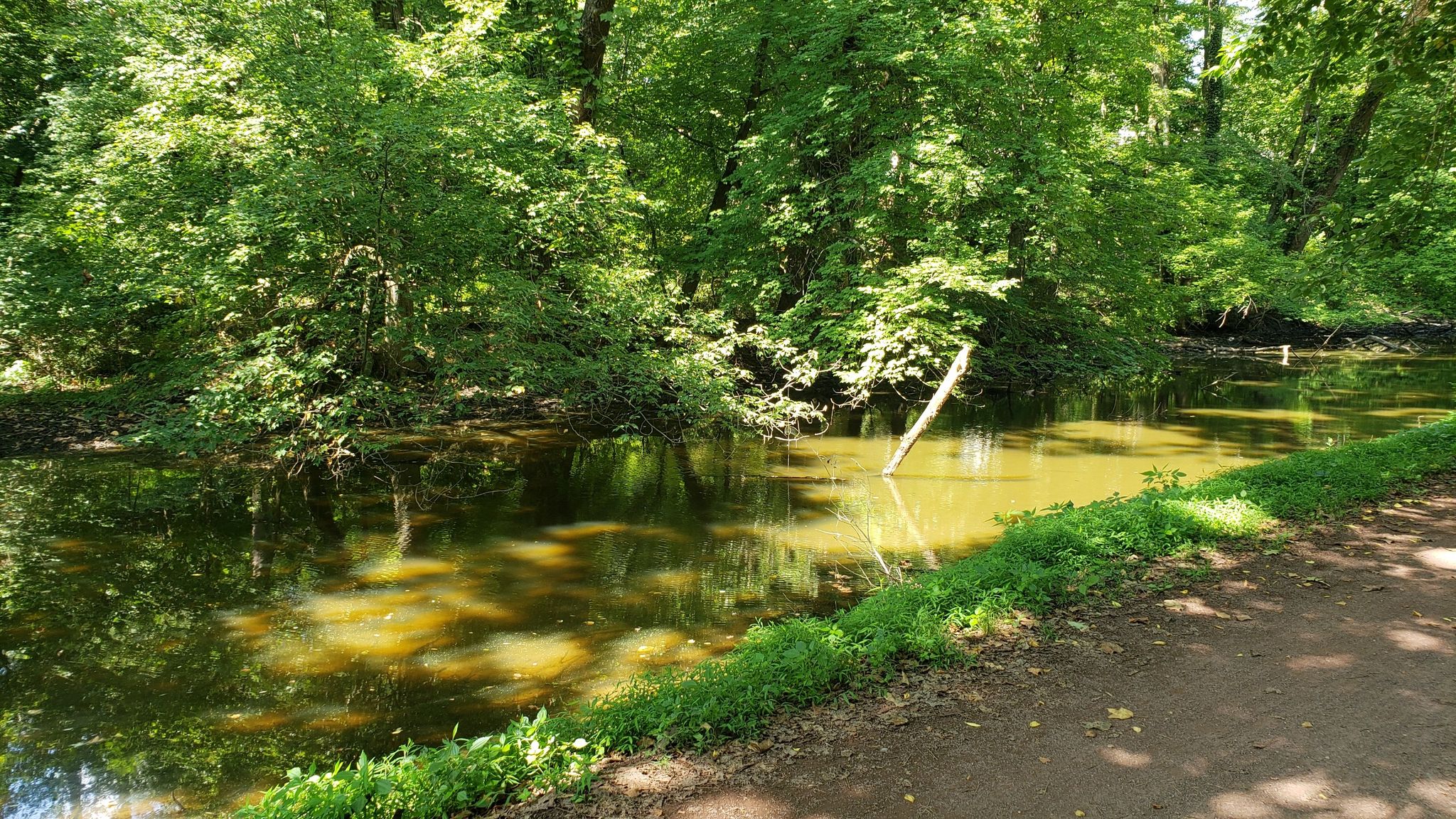 Green water in a shaded canal, surrounded by dense green trees and foliage. - Calhoun Street Bridge loop from Lower Makefield Township