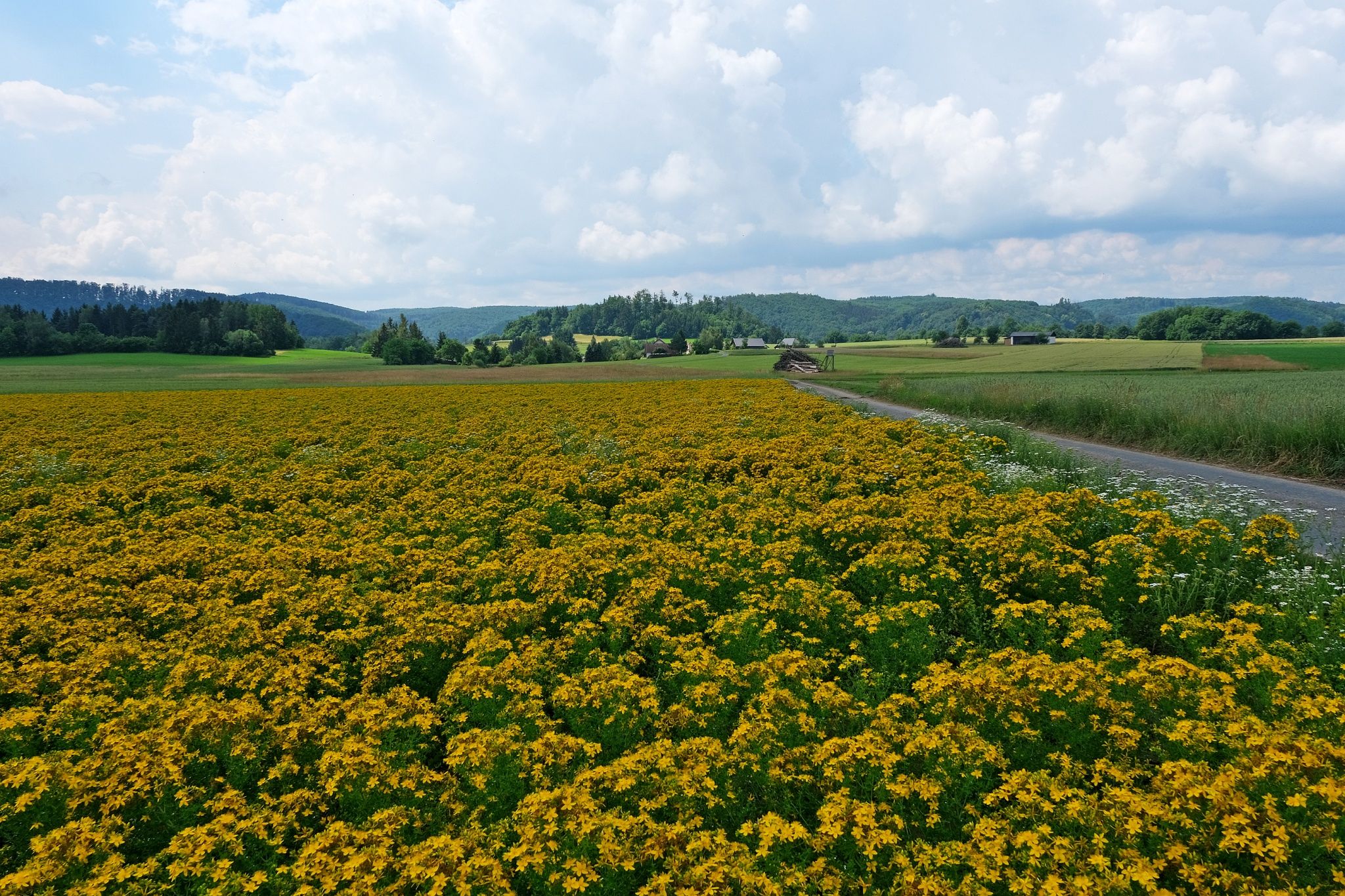 Johanniskraut (angepflanzt für Sonnentor)