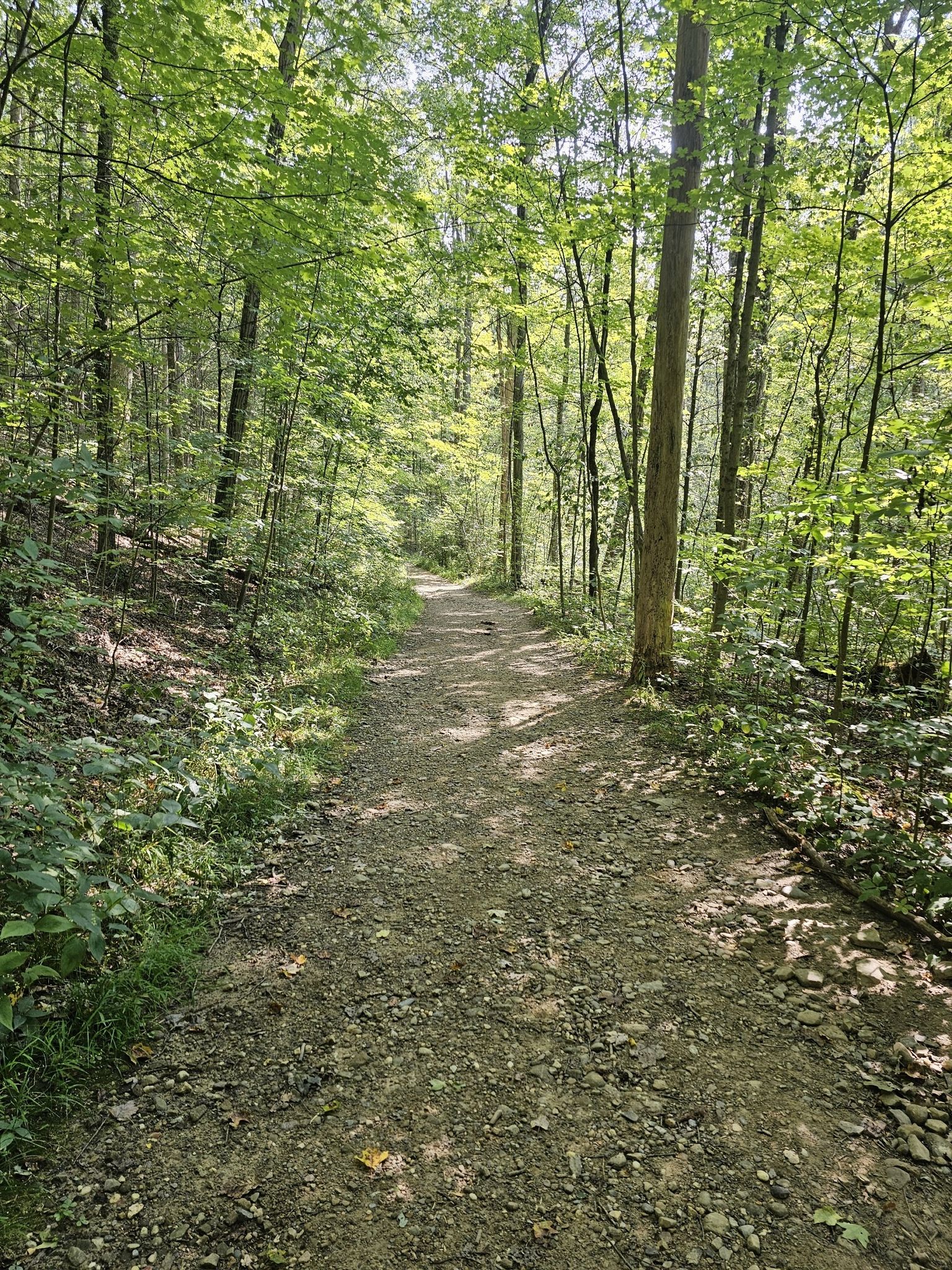 Wide gravel path stretching through a sun-dappled forest with tall green trees. - Chippewa Creek Gorge Overlook loop from Brecksville