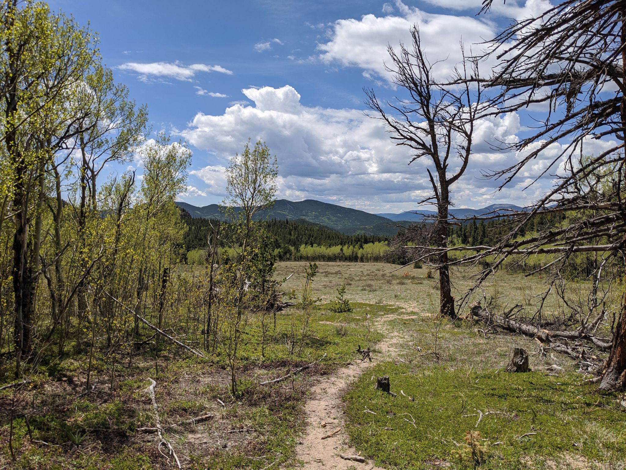 A dirt path through a meadow with trees, mountains, and a cloudy sky. - Mule Deer Trail Loop