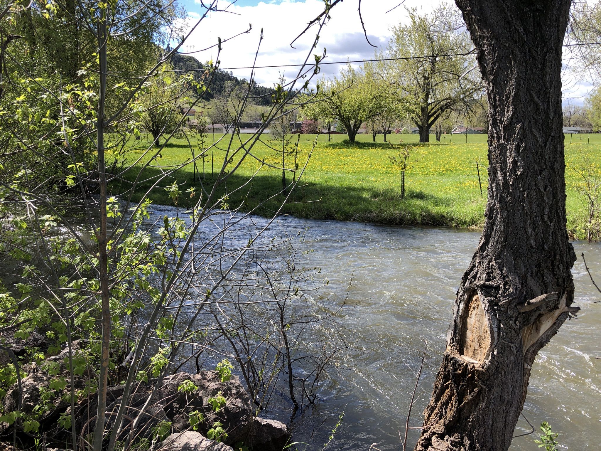 Rushing river flows past a green field and trees under a bright sky. - Leonard Swanson Memorial Pathway