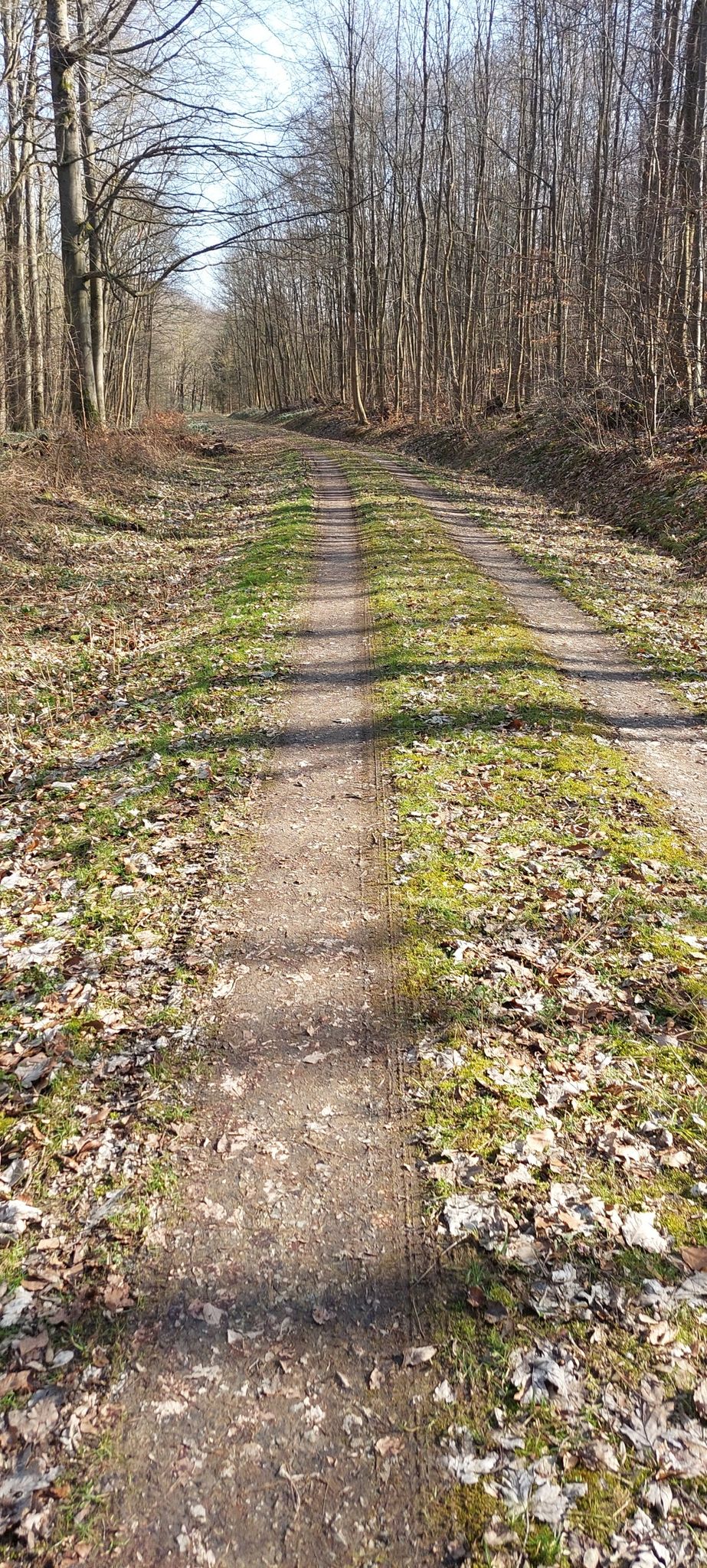 Waldweg