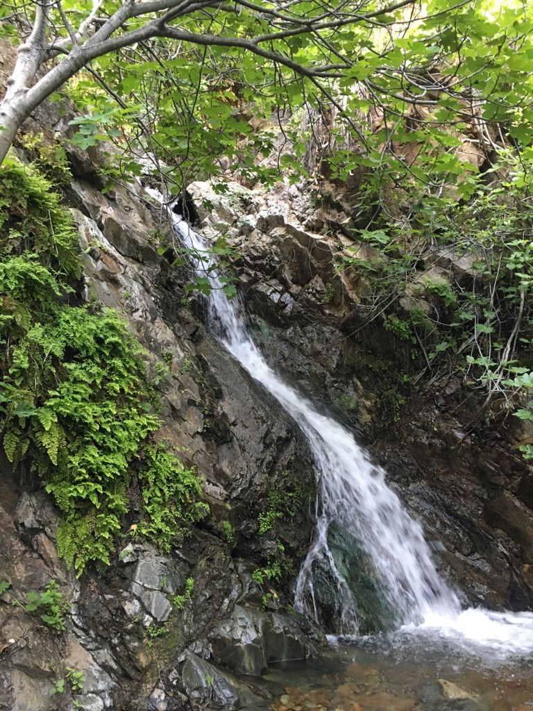 A small waterfall cascades down a rocky, green hillside under natural light. - Holy Jim Trail
