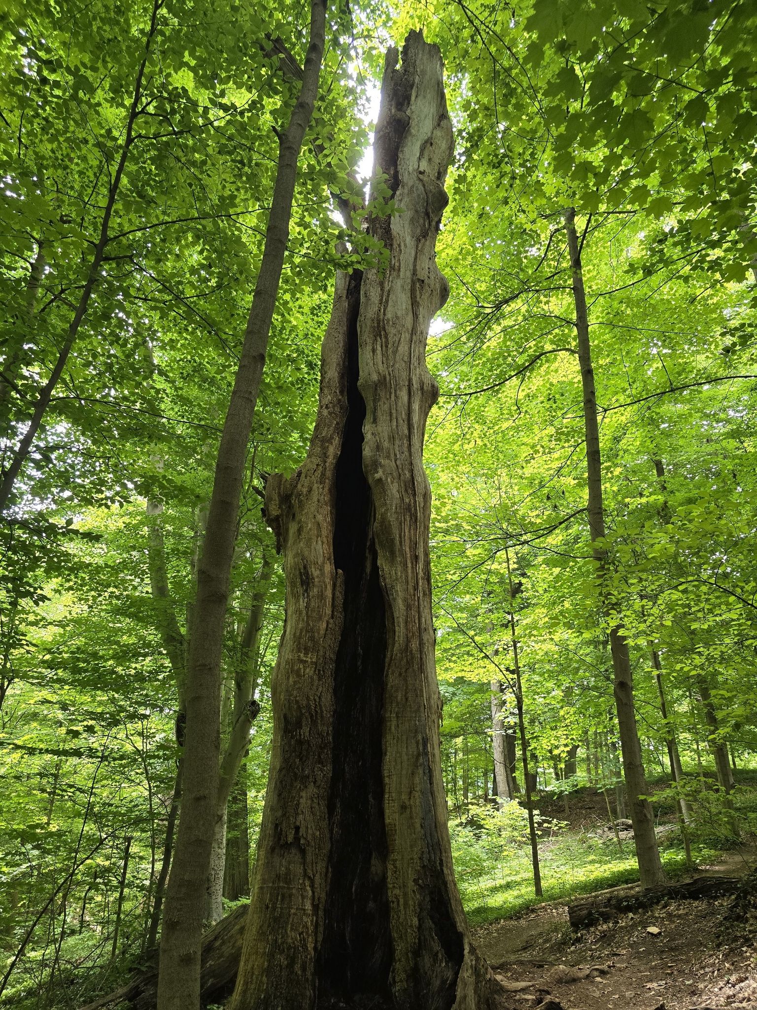 Tall, hollow tree trunk in a sunlit, dense green forest. - Battery Kemble Trail Loop