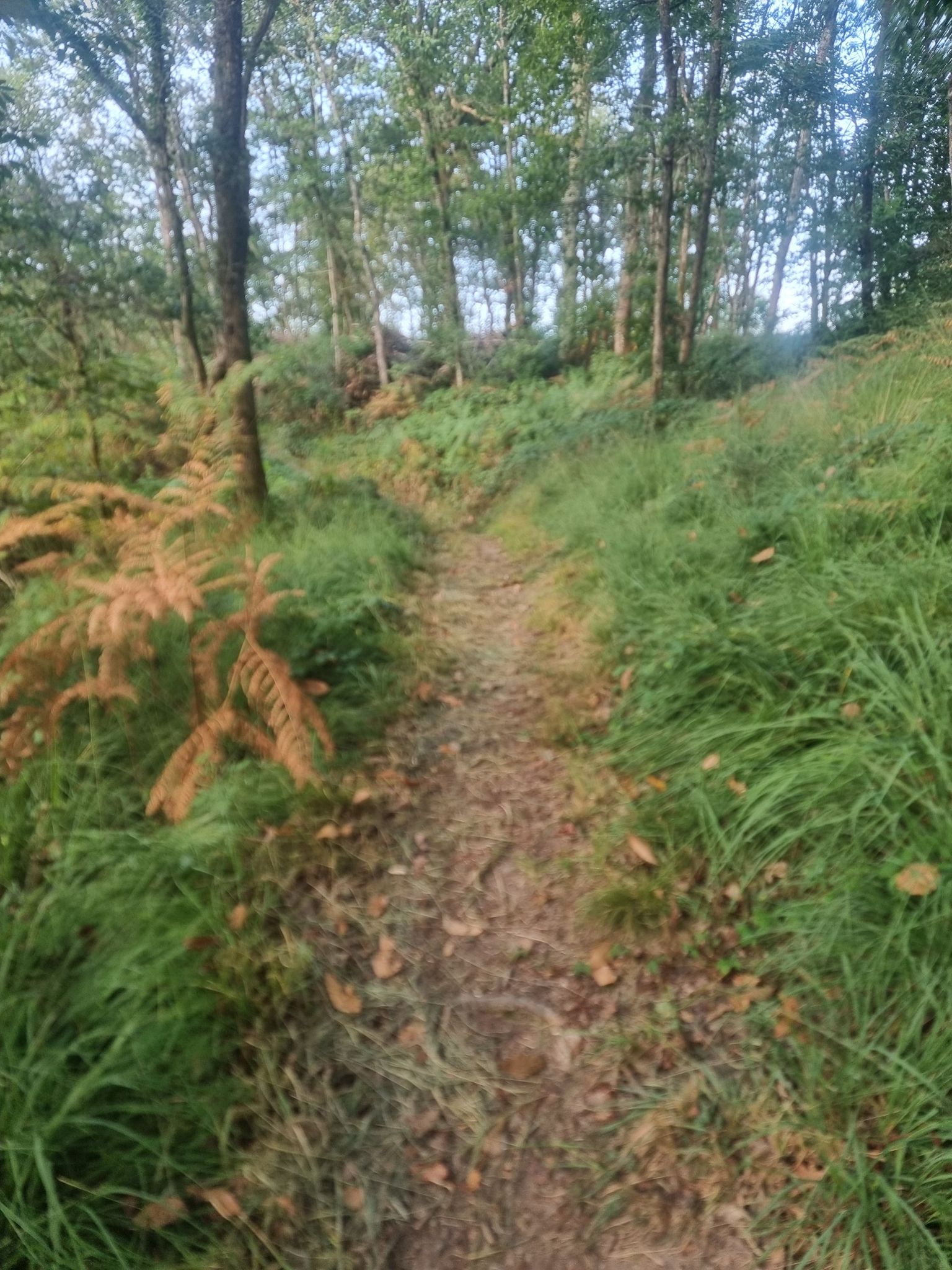 Chemin bien entretenu