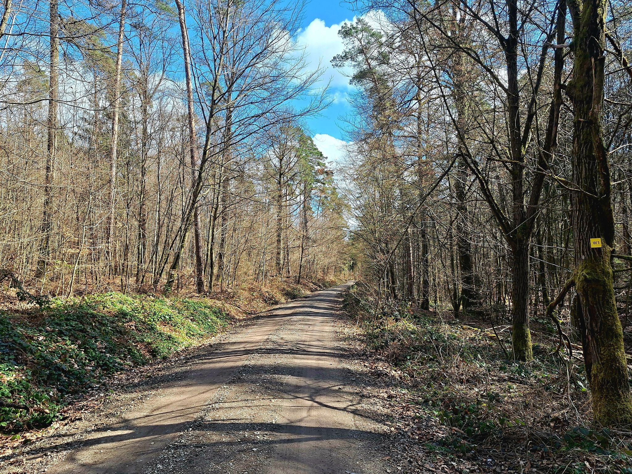 Es geht sanft bergab auf einem breiten Forstweg