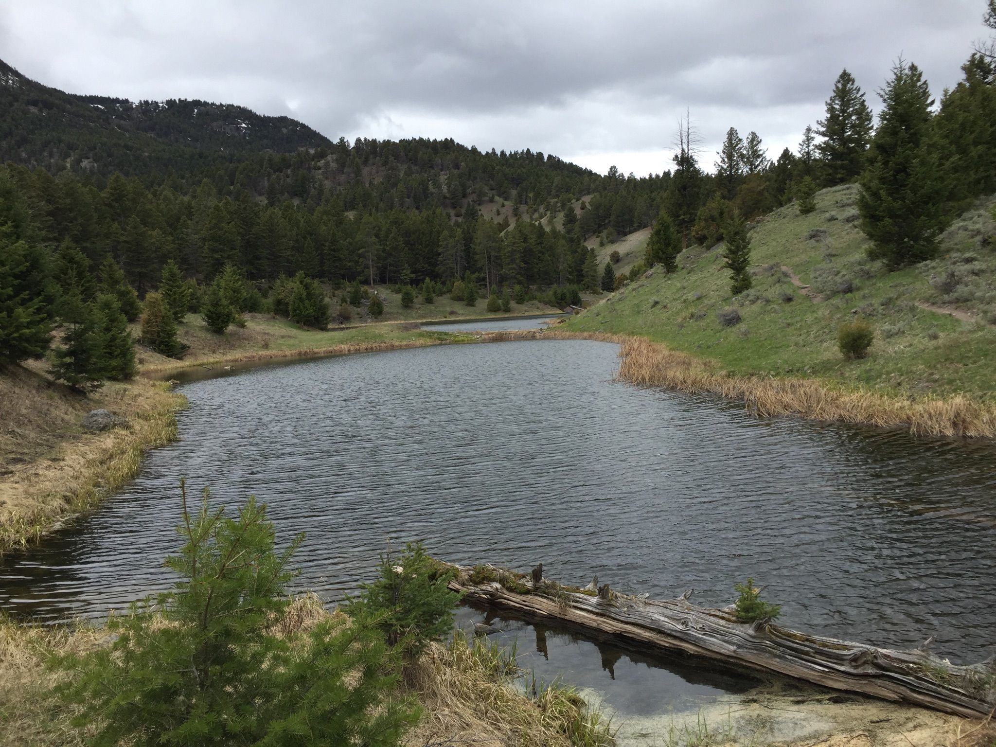 Serene lake surrounded by trees and grass under a cloudy sky. - View of Mammoth Hot Springs – Beaver Pond loop from Mammoth