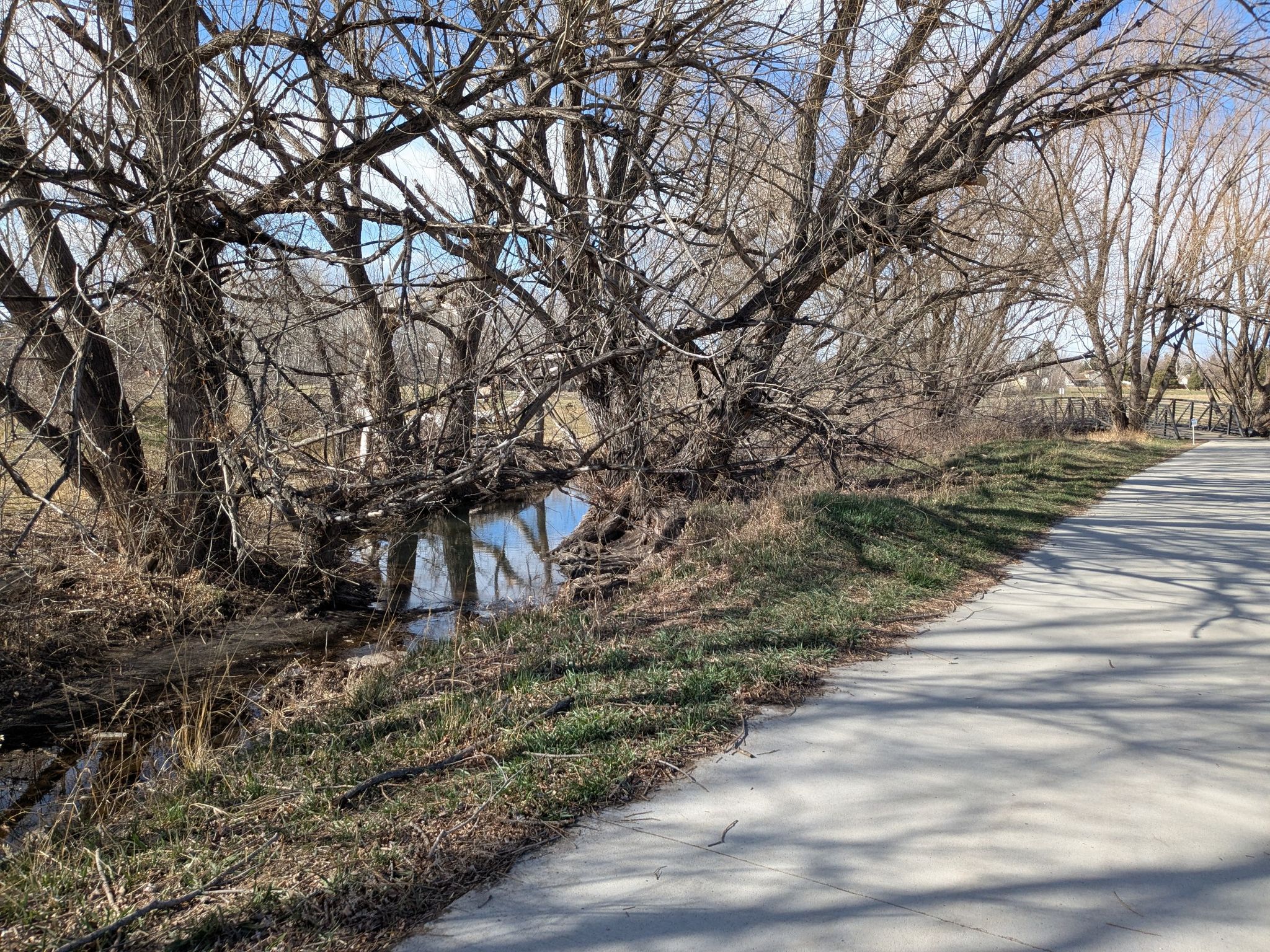 Paved path alongside a stream with bare, gnarled trees on a sunny day. - Coal Creek Trail loop from Superior